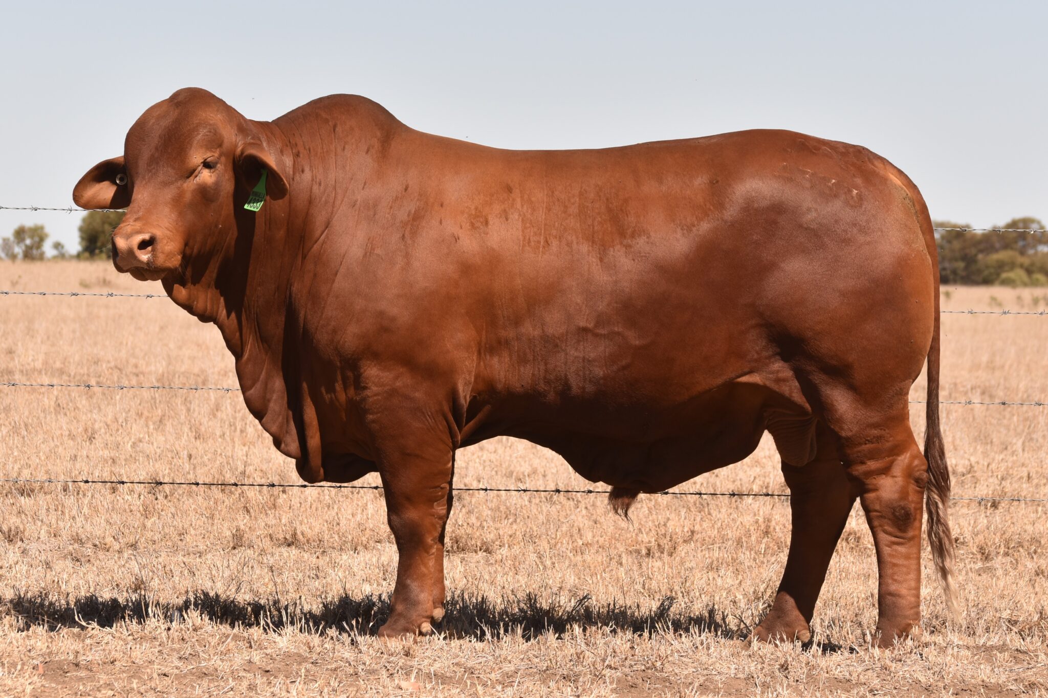 MUNGALLA 4333 (PP) D3