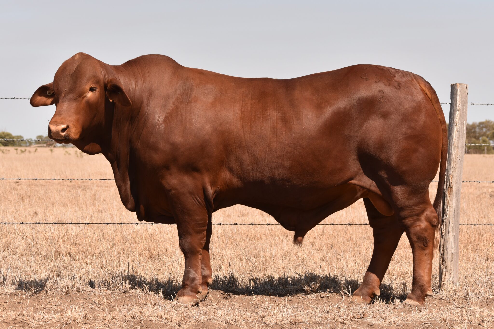 MUNGALLA 4533 (PP) D5