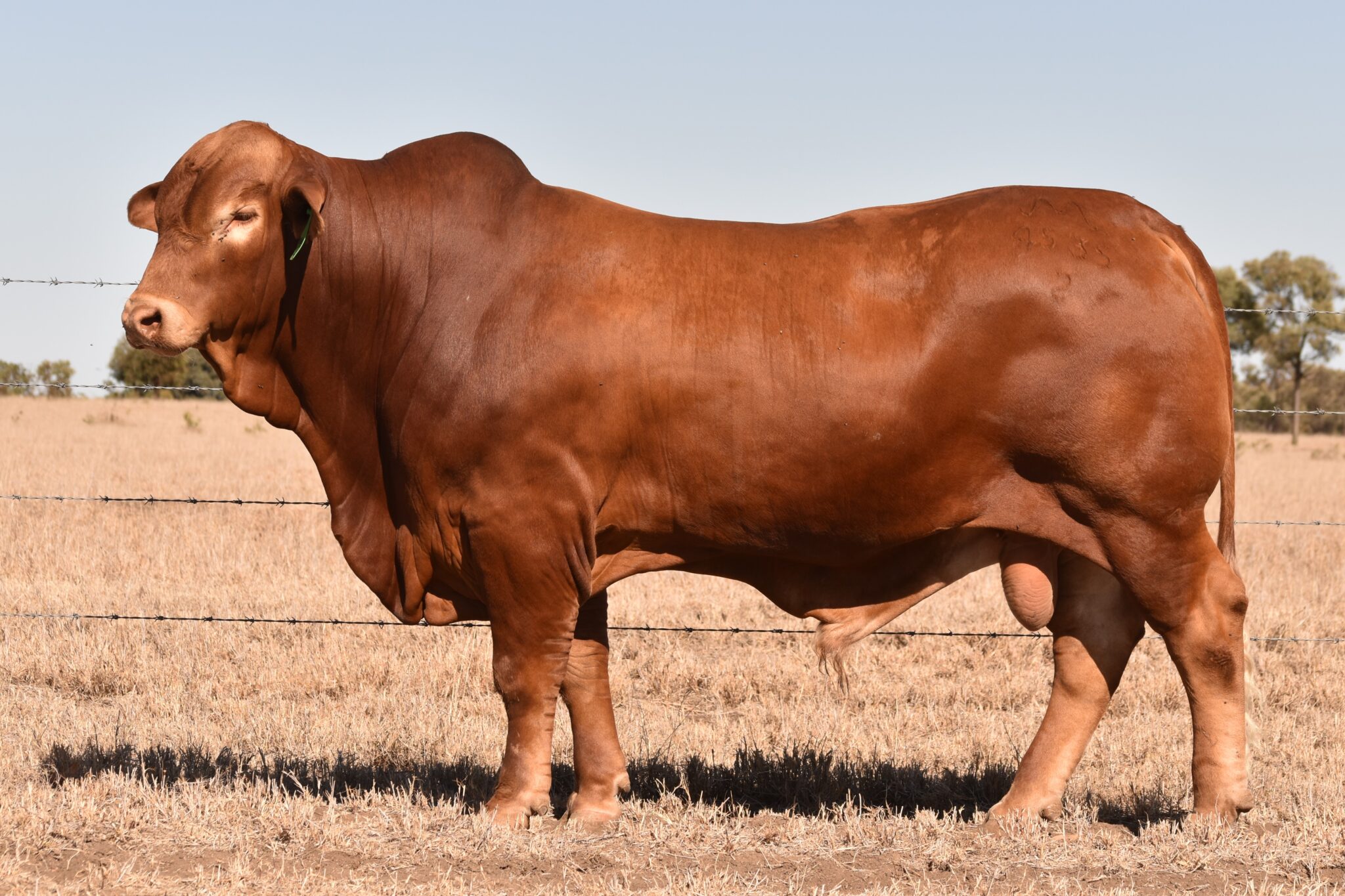 MUNGALLA 4535 (PP) D5
