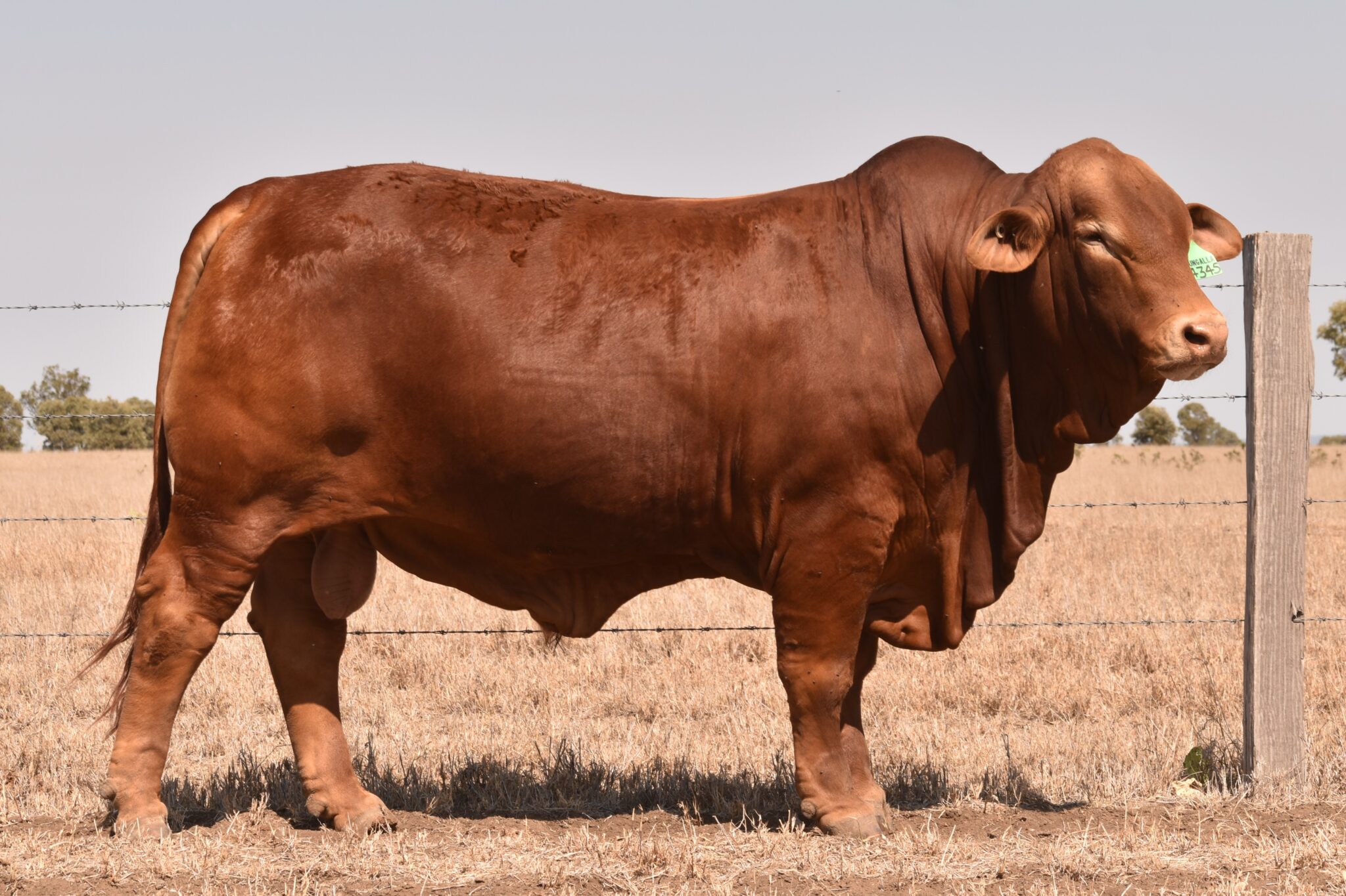 MUNGALLA 4345 (PP) D3