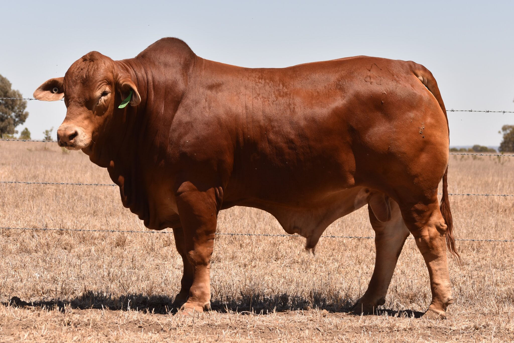 MUNGALLA 4277 (PP) D3