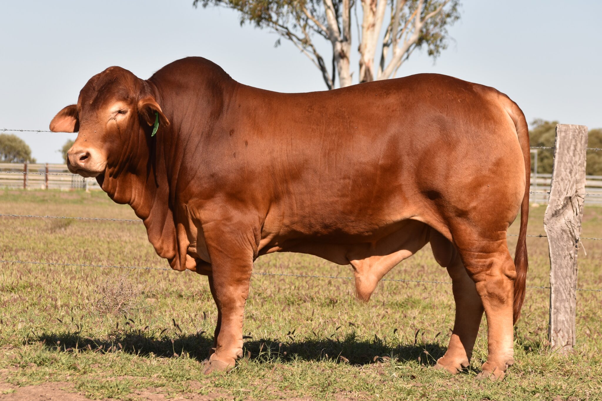MUNGALLA 5252 (PP) D3
