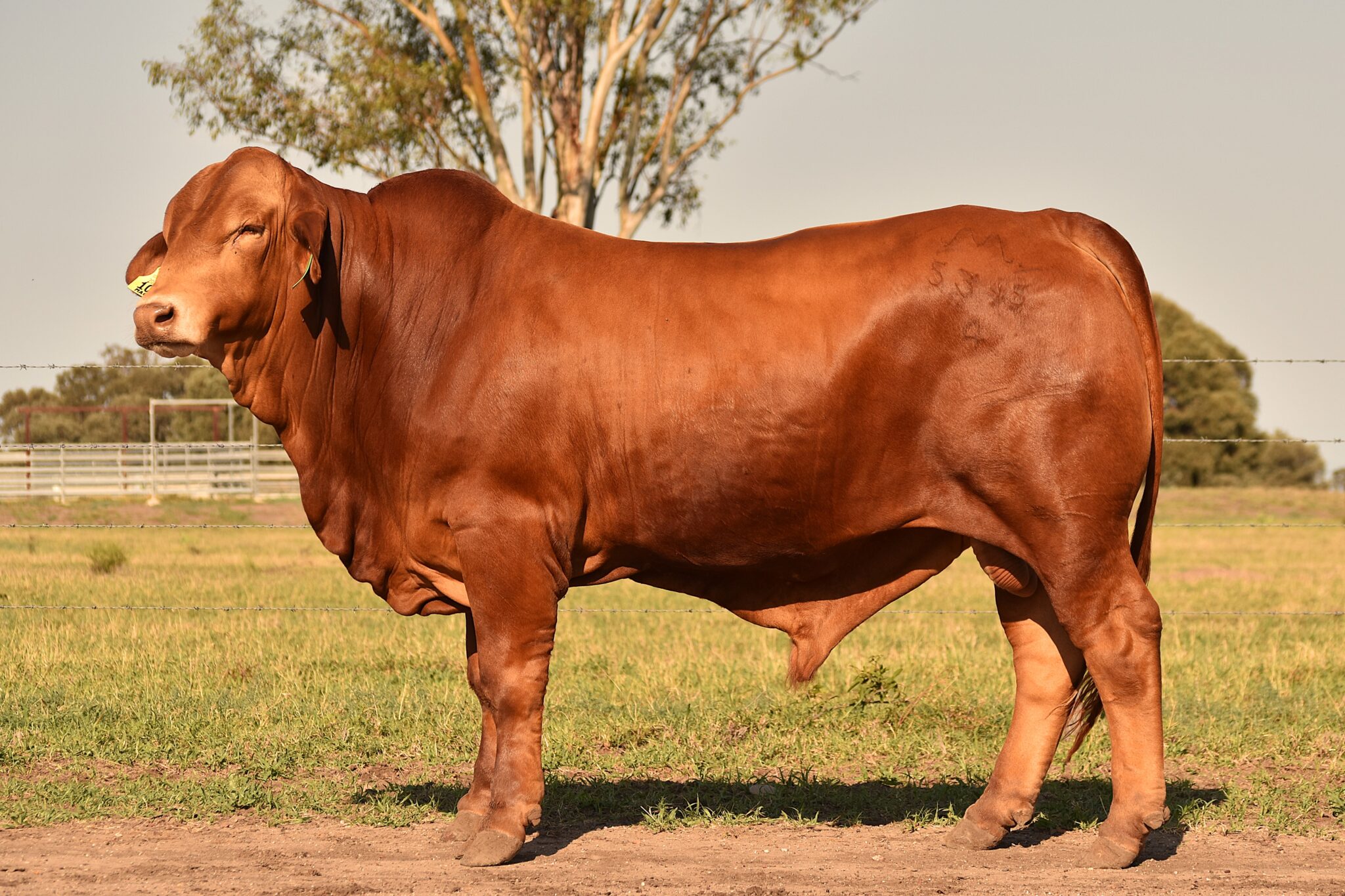 MUNGALLA 5395 (PP) D3