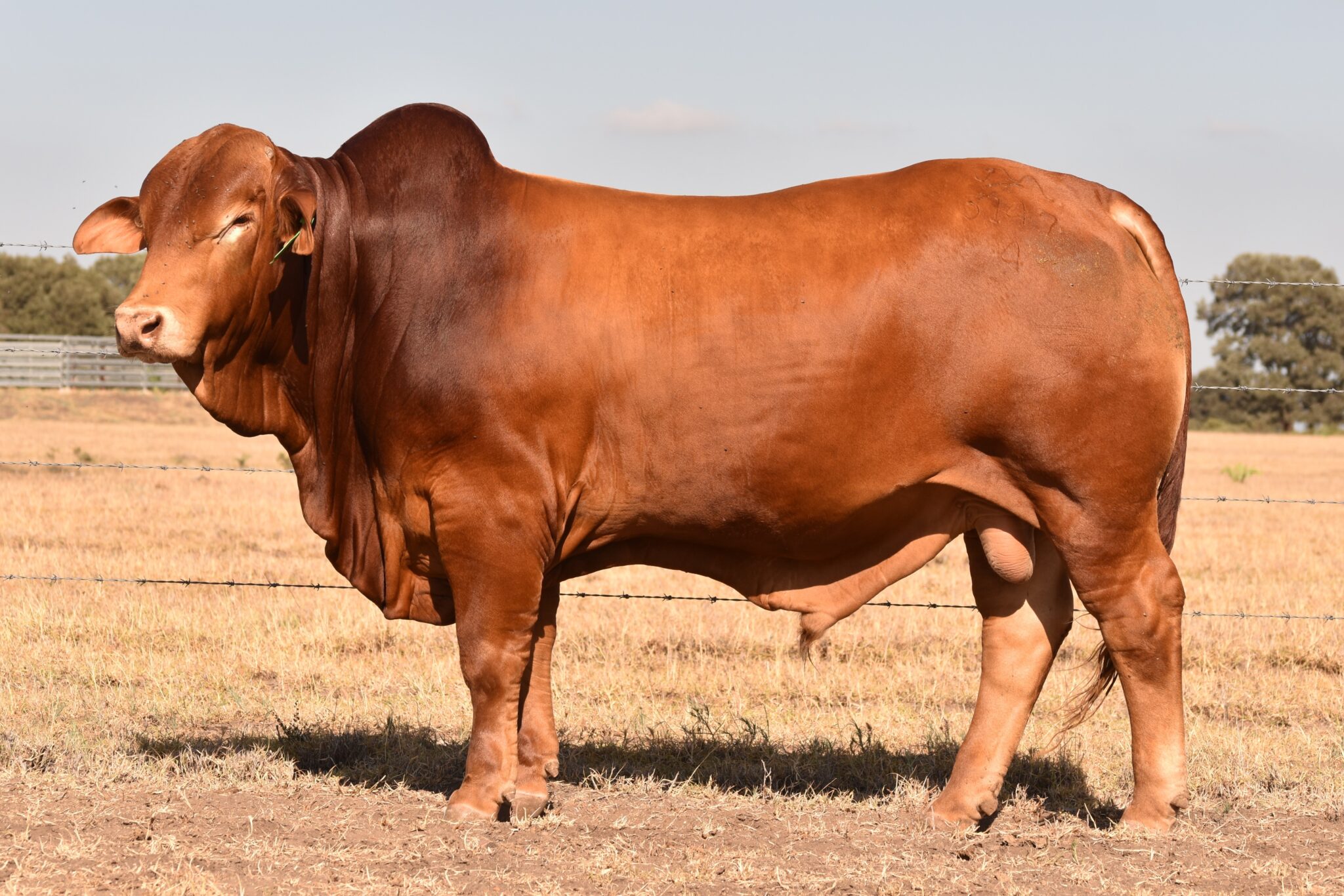 MUNGALLA 5147 (PP) D4