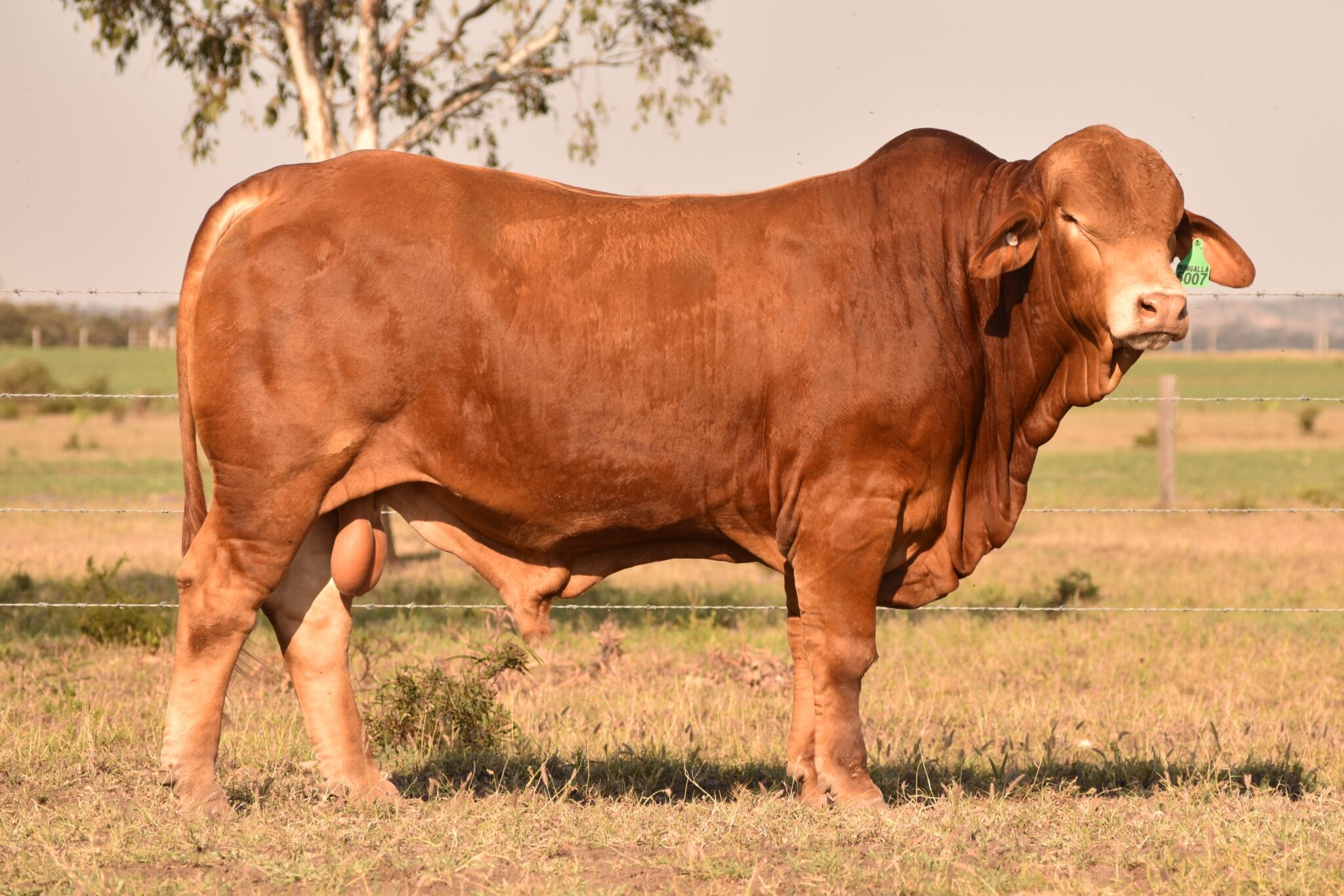 MUNGALLA 5007 (PP) D3