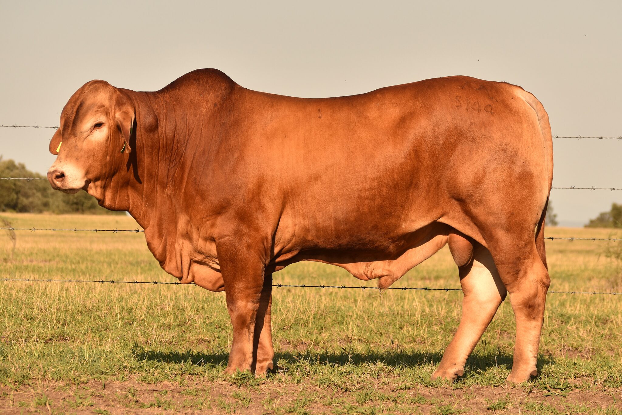 MUNGALLA 5144 (PP) D4