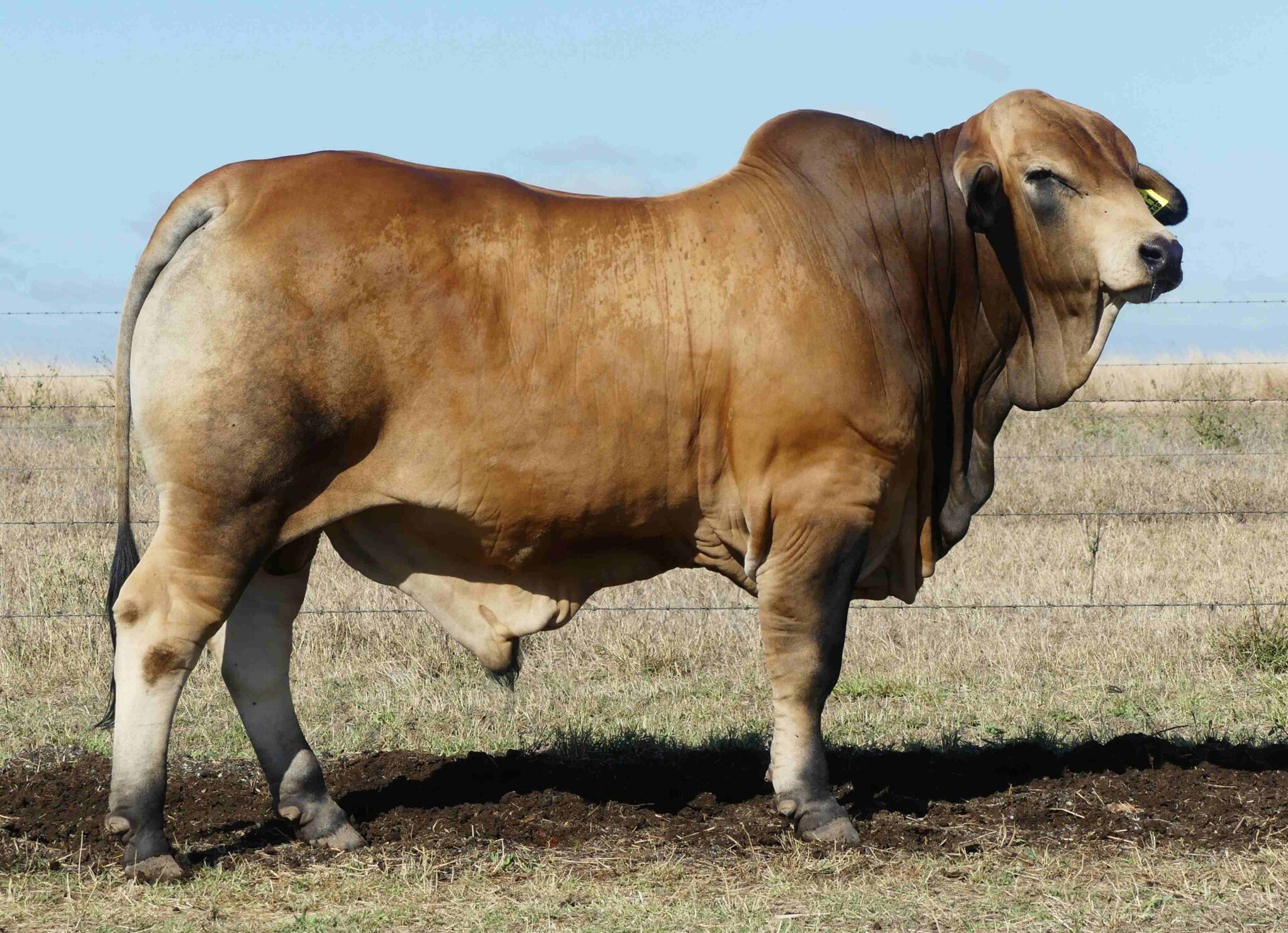 LAMONT 2136 (PP) D3