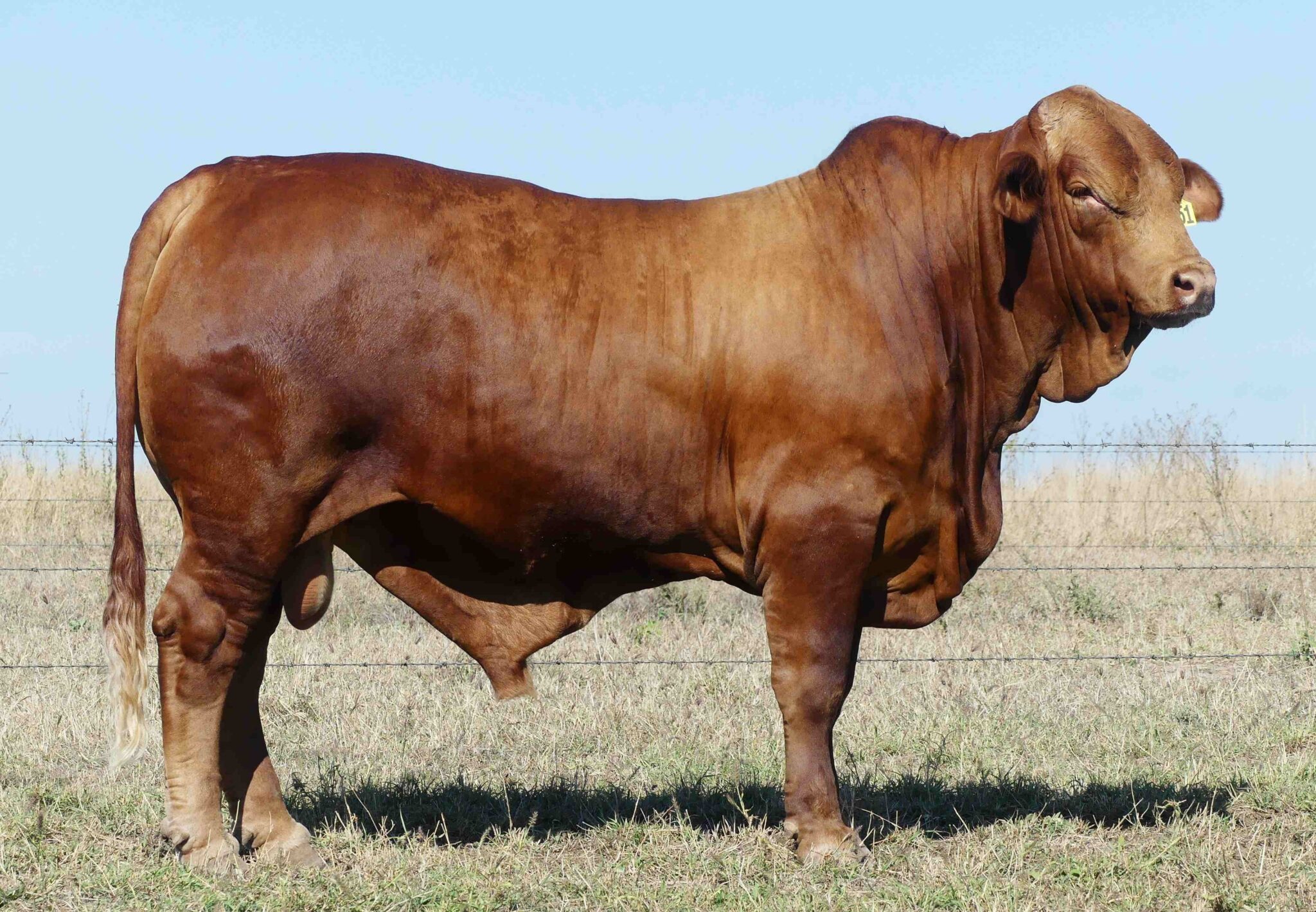 LAMONT 1951 (PH) D3