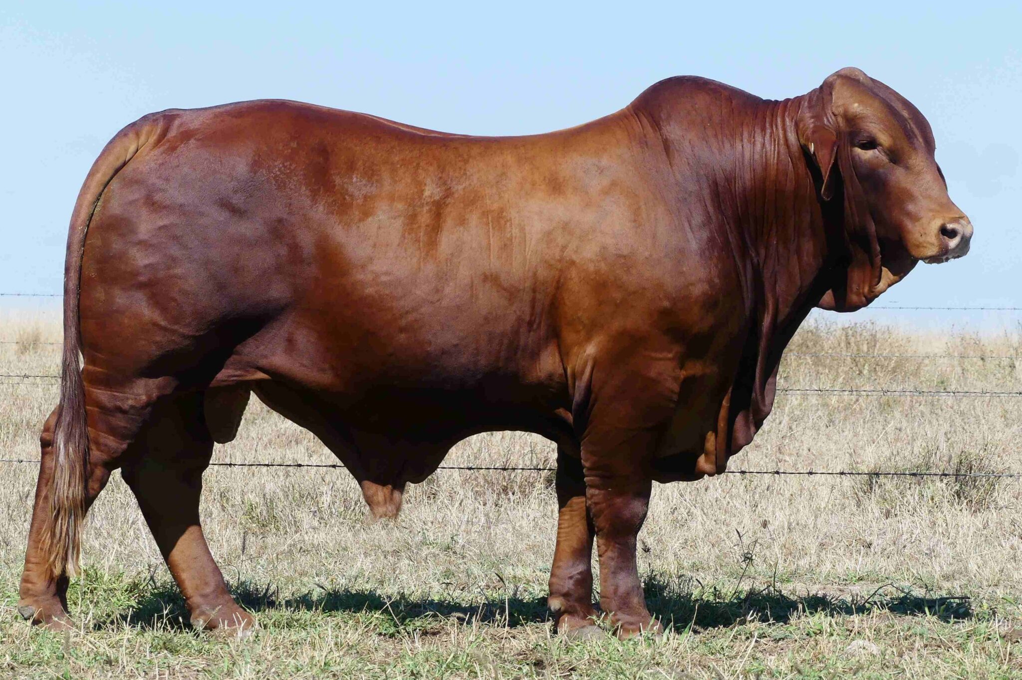 LAMONT 1988 (PH) D5