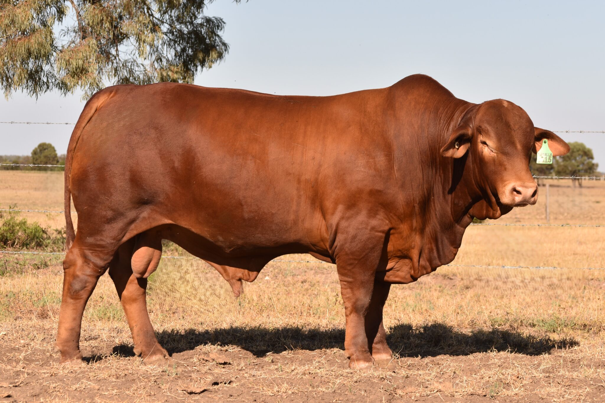 MUNGALLA 5615 (PP) D2