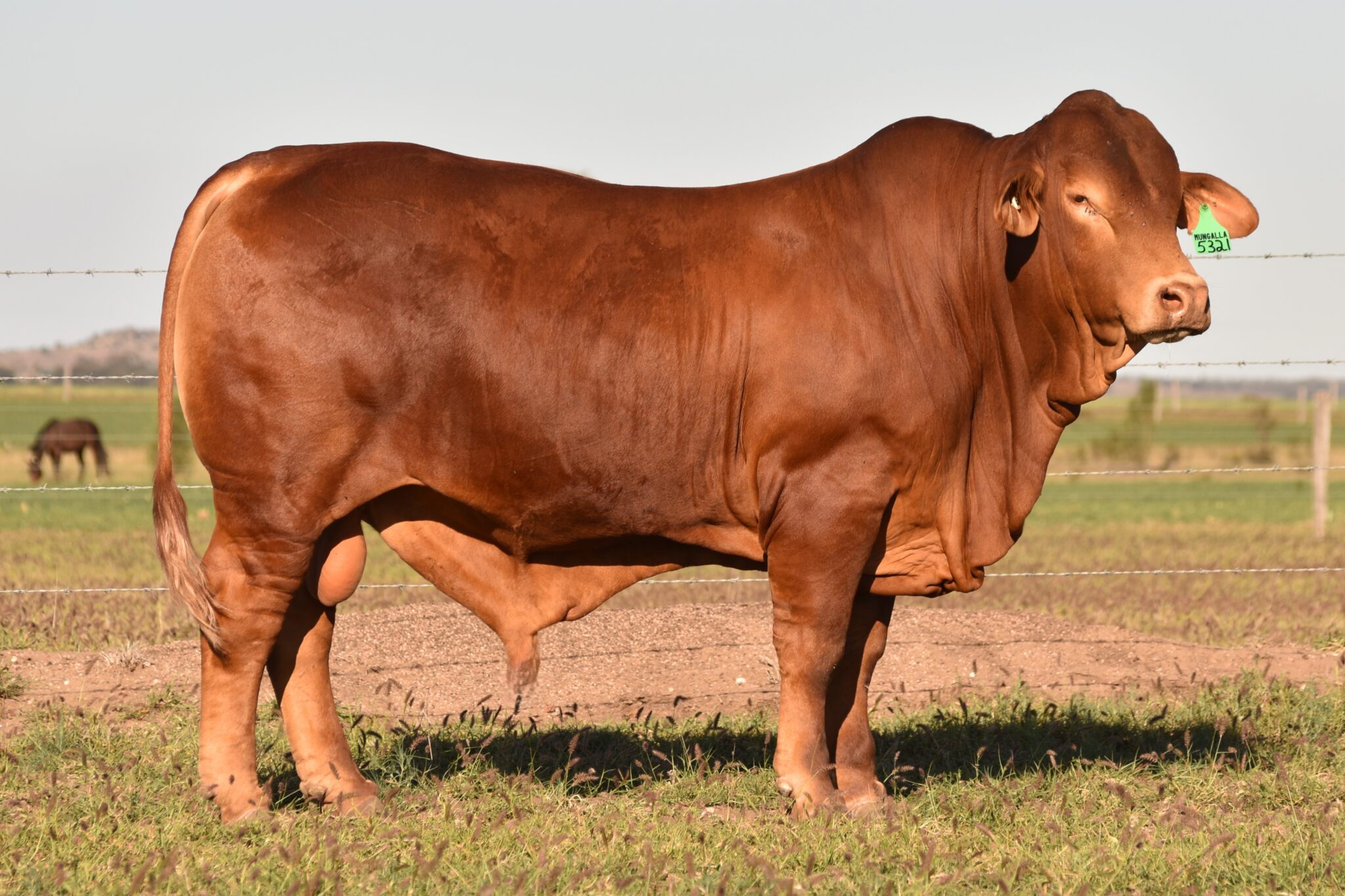 MUNGALLA 5321 (PP) D3