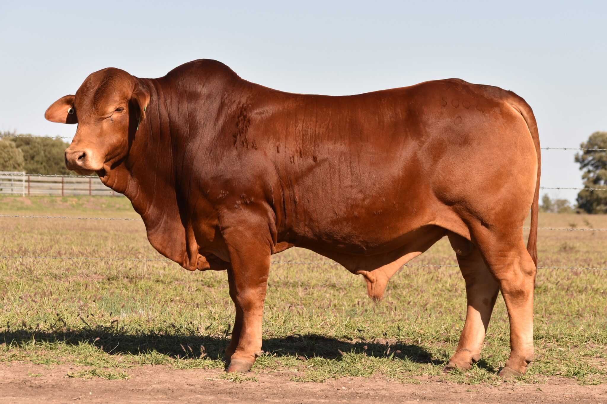 MUNGALLA 5004 (PP) D5