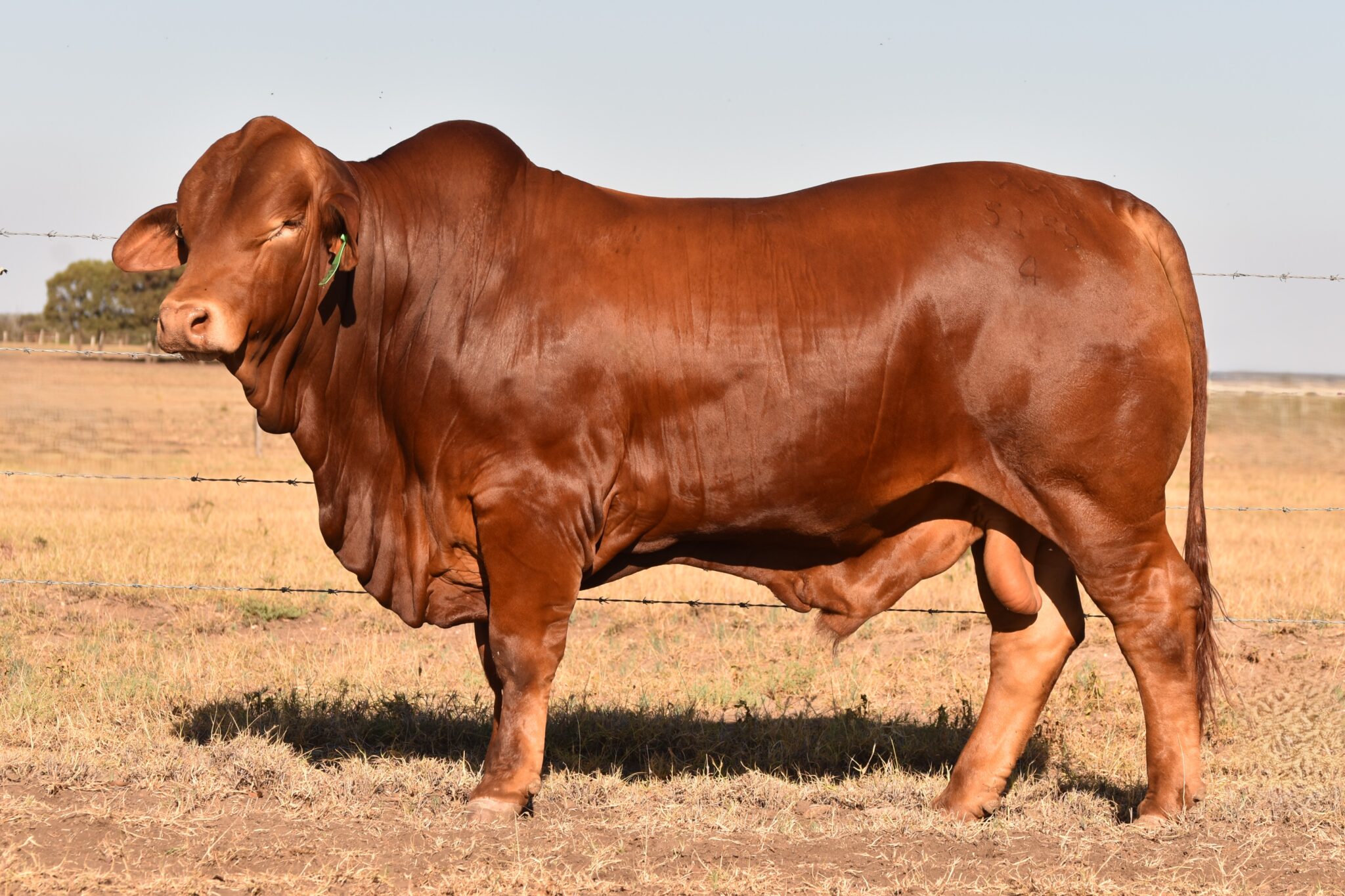 MUNGALLA 5155 (PP) D4