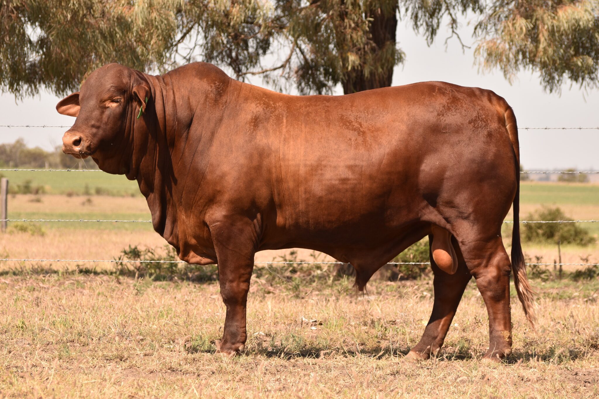 MUNGALLA 5330 (PP) D2
