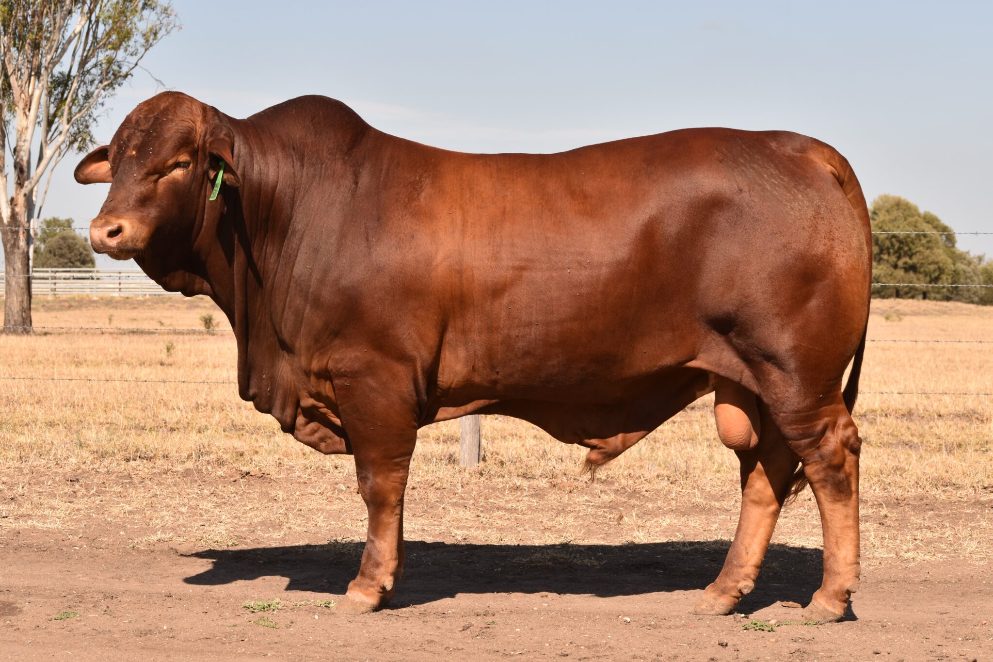 MUNGALLA 5003 (PP) D5