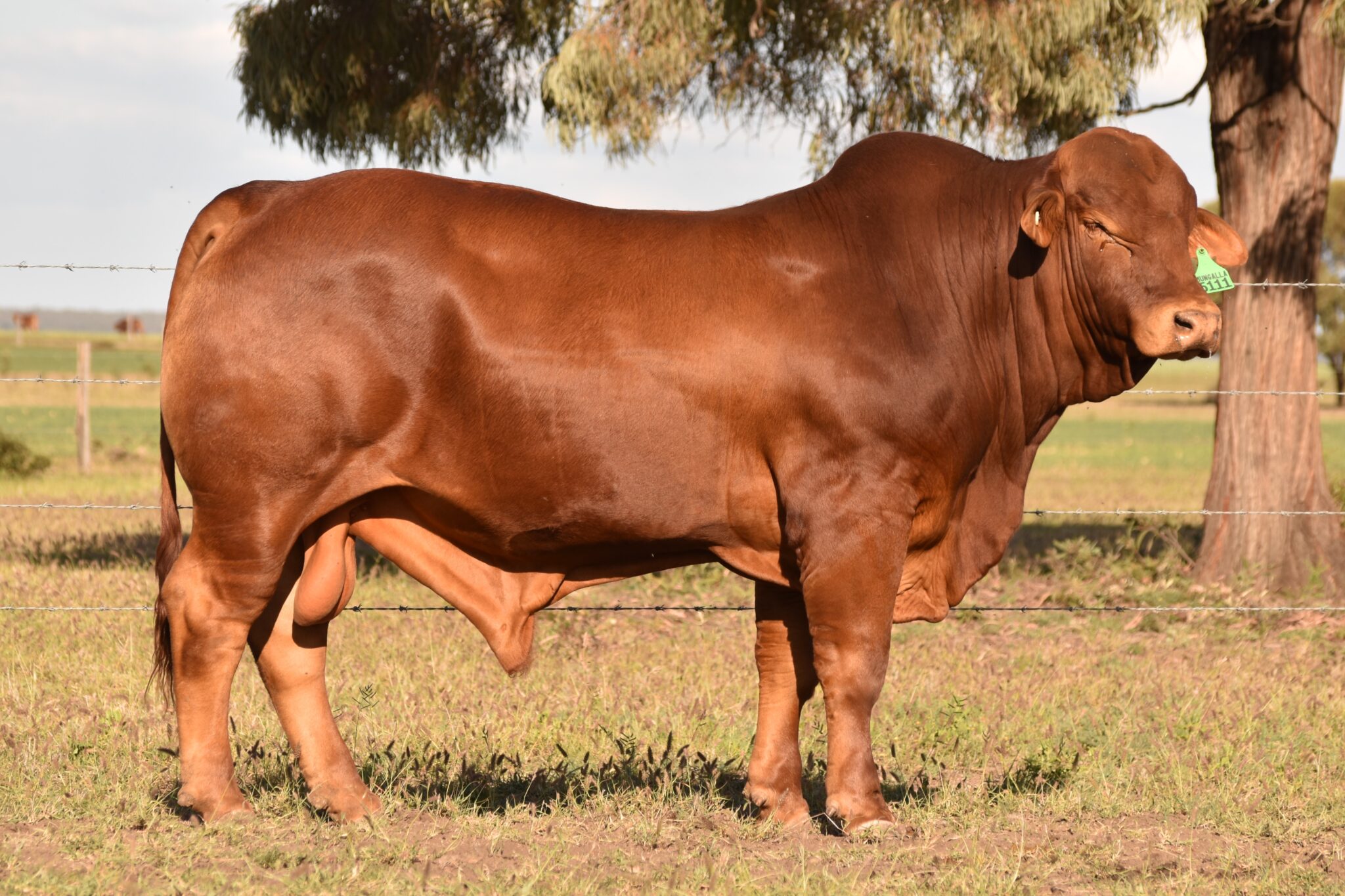 MUNGALLA 5111 (PP) D5