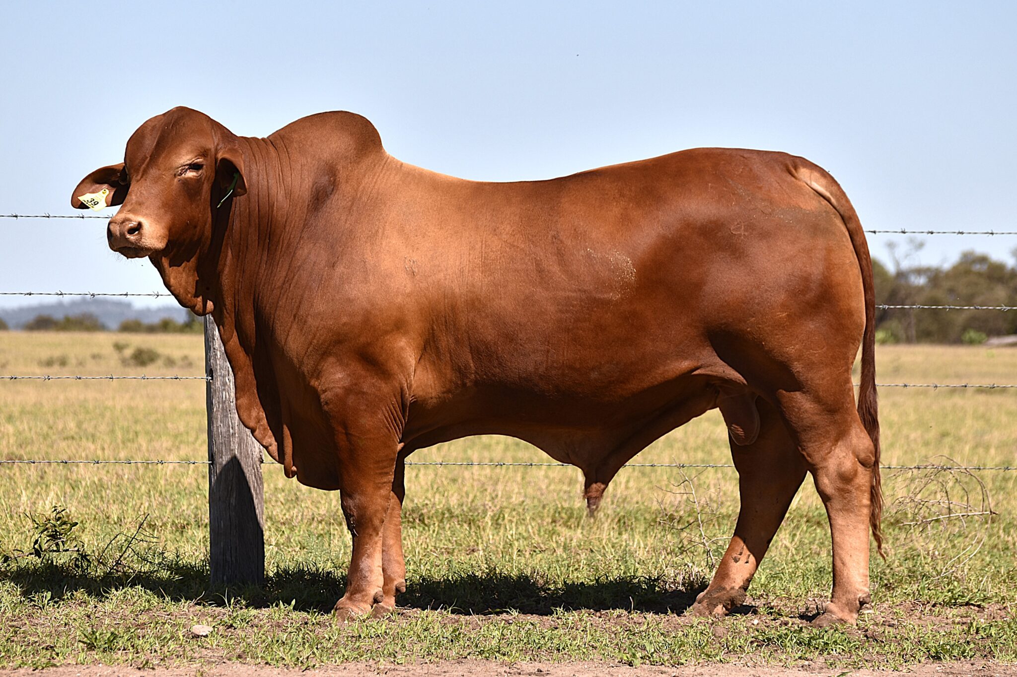 MUNGALLA NIXON (PP) D3