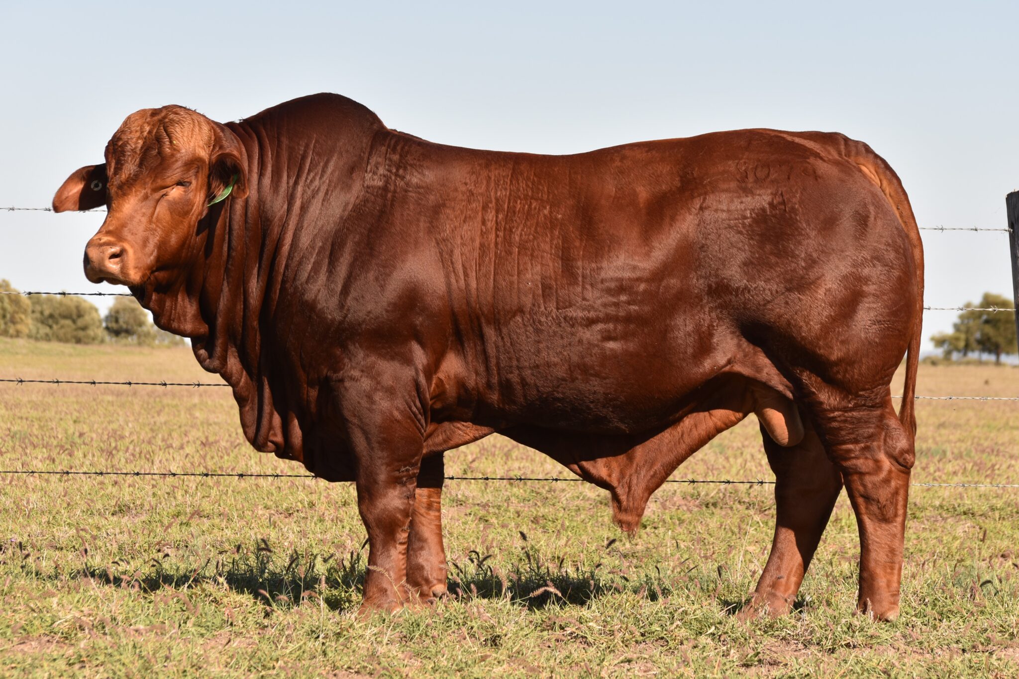 MUNGALLA 5074 (PP) D5