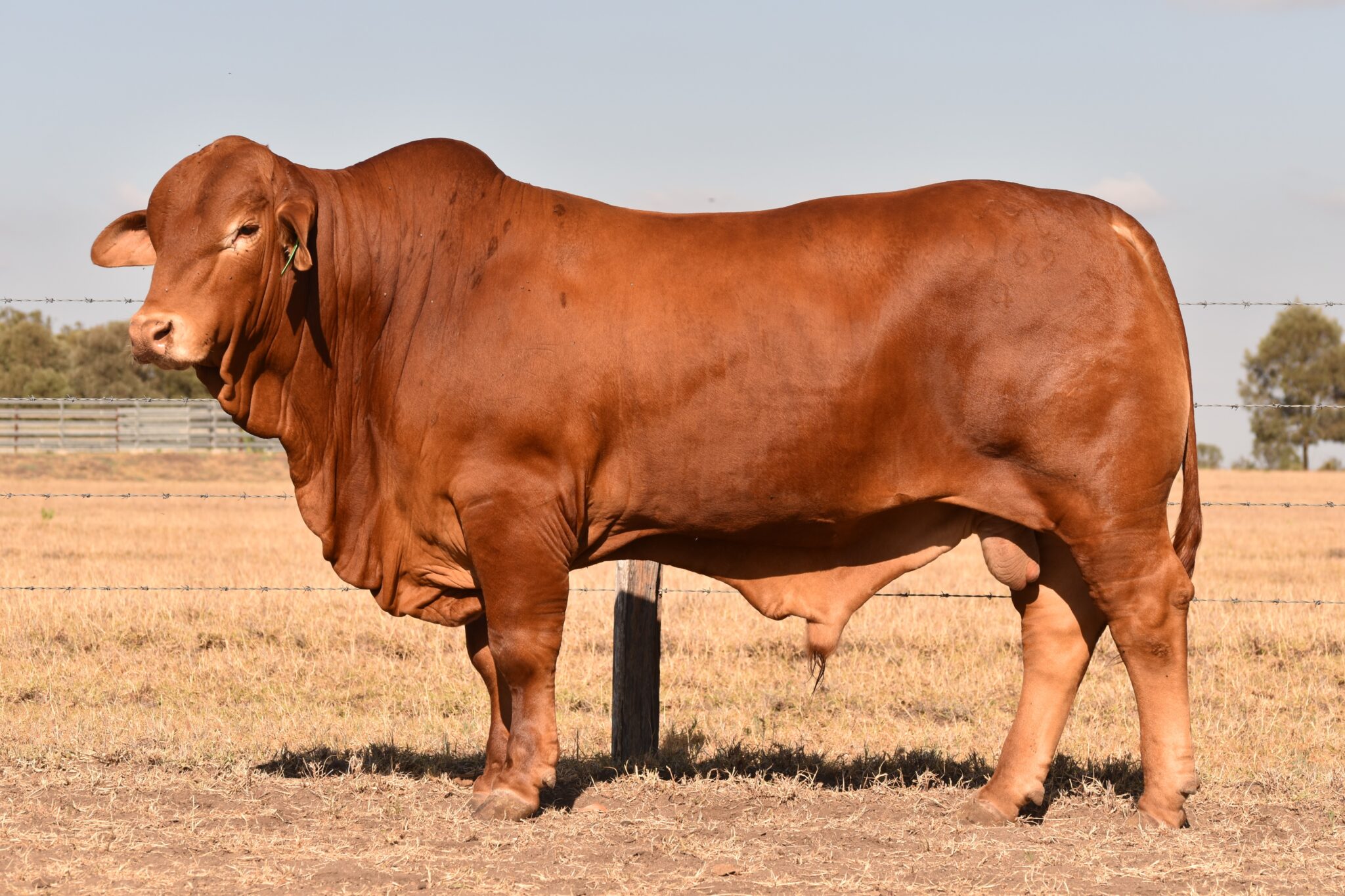 MUNGALLA NOVAK (PP) D4