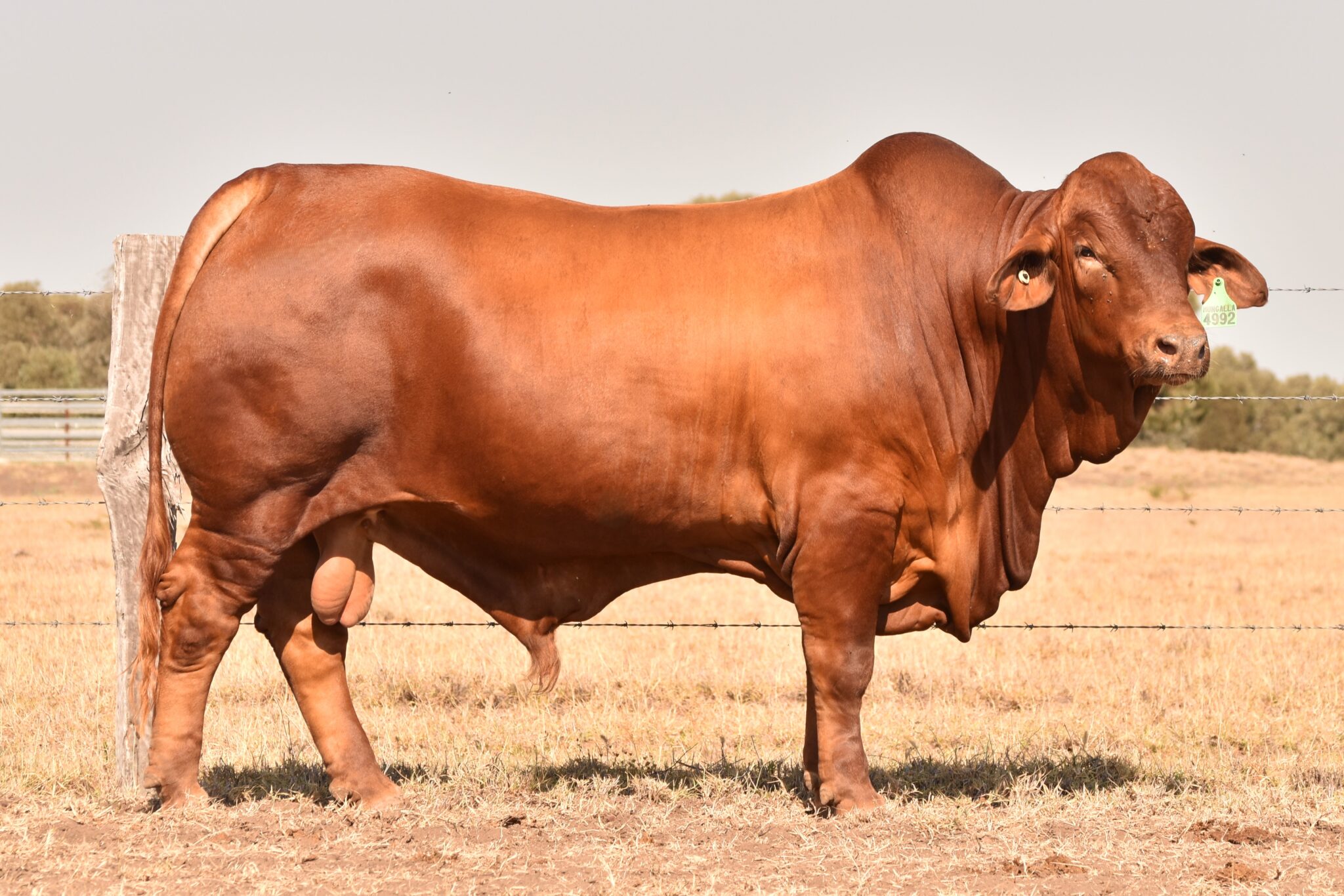 MUNGALLA 4992 (PP) D5