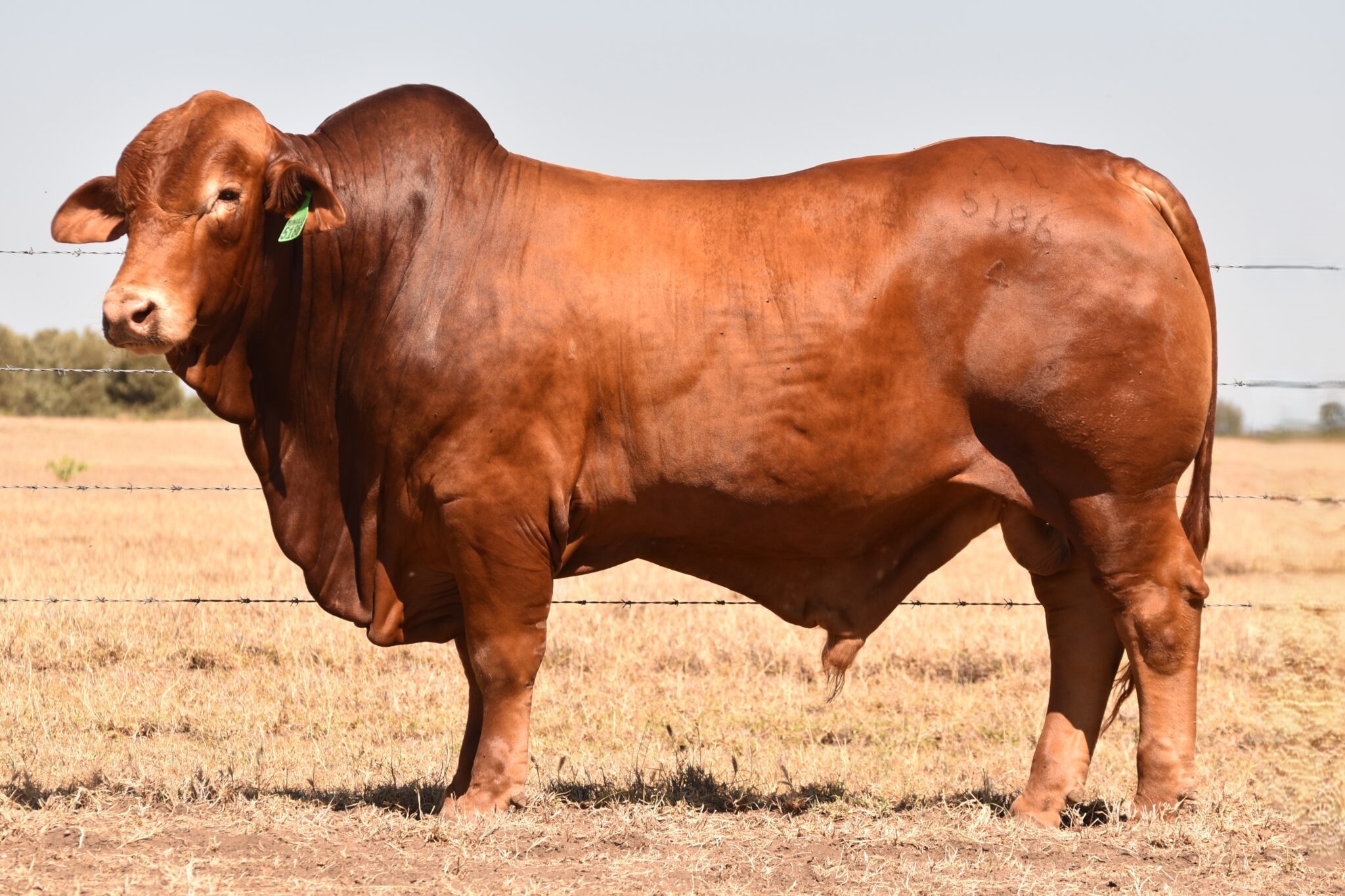 MUNGALLA 5186 (PP) D3