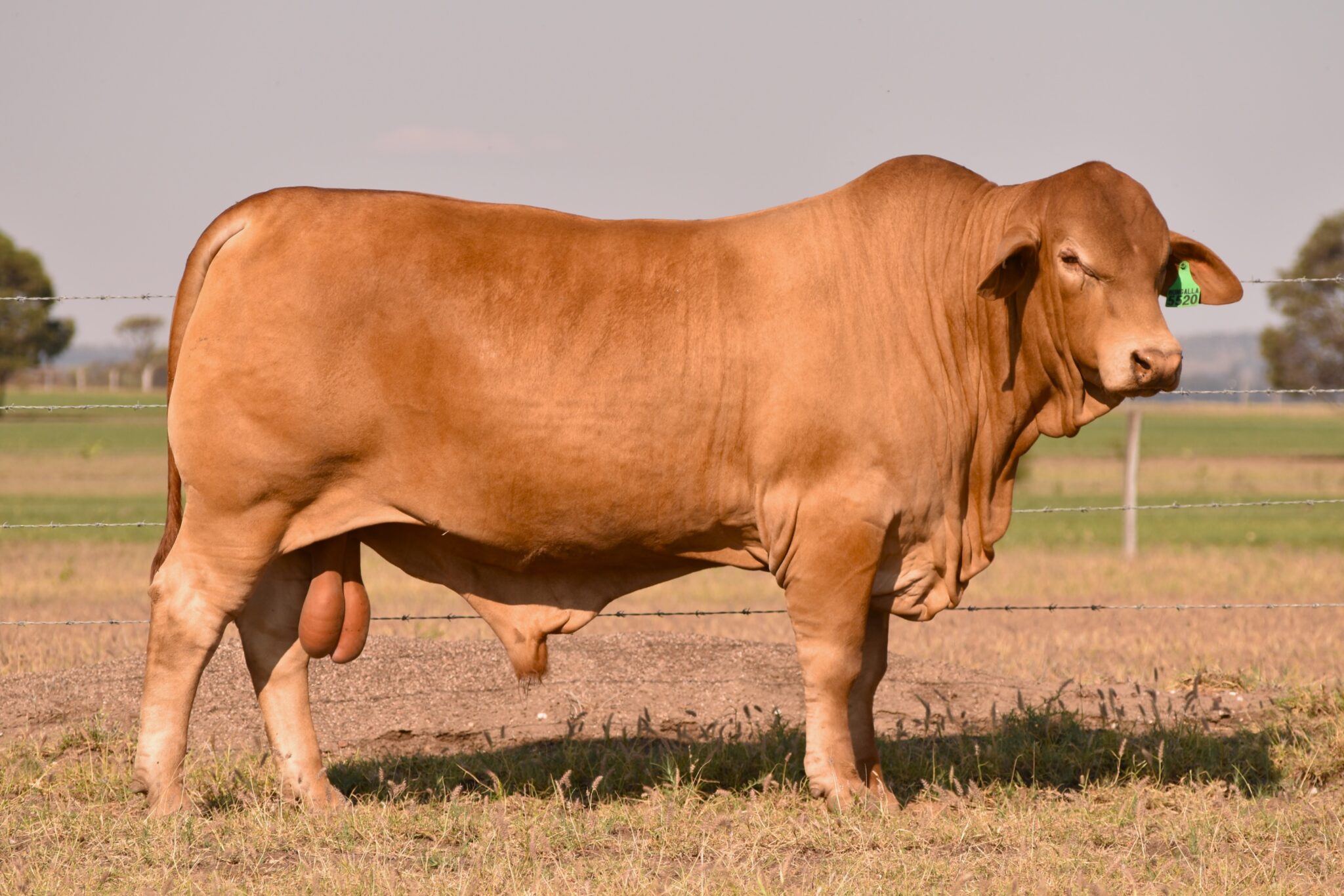 MUNGALLA 5520 (PP) D3