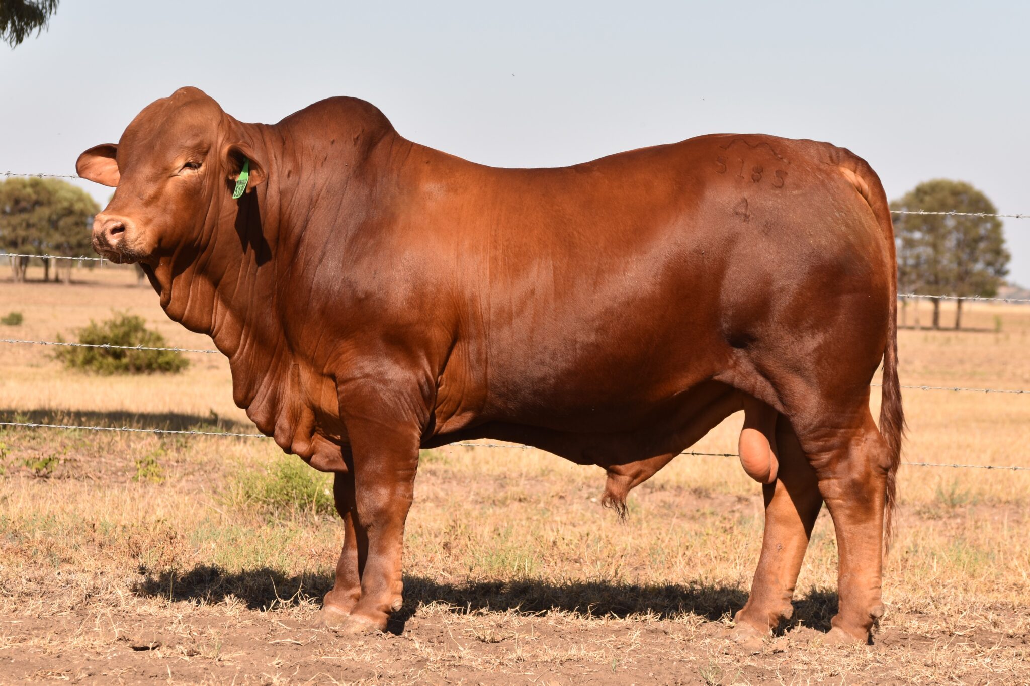 MUNGALLA 5185 (PP) D4