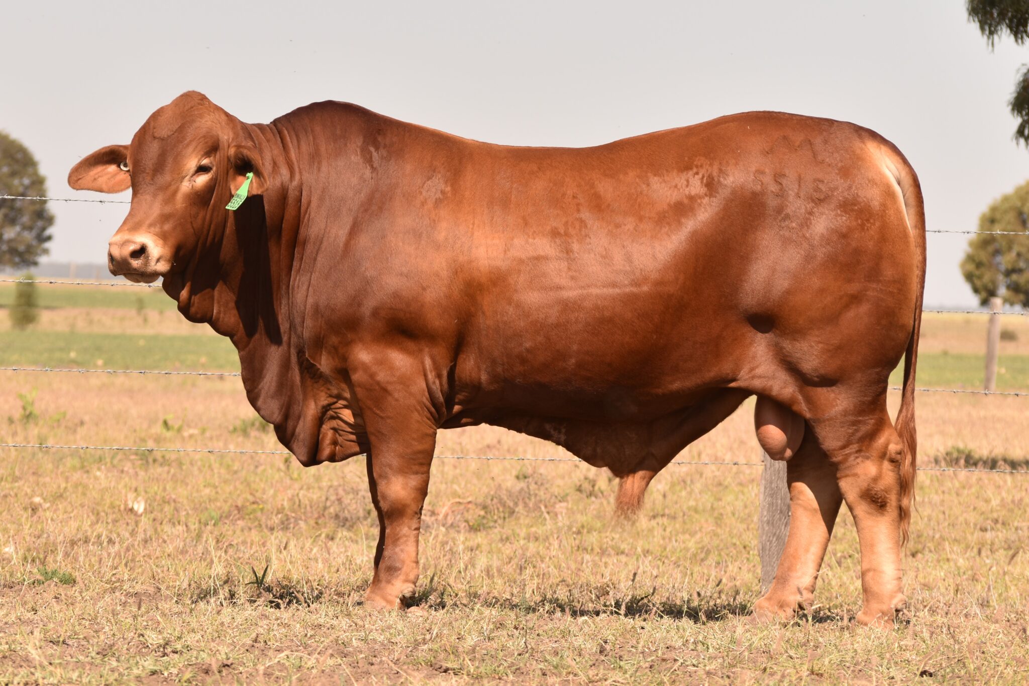 MUNGALLA 5515 (PP) D3