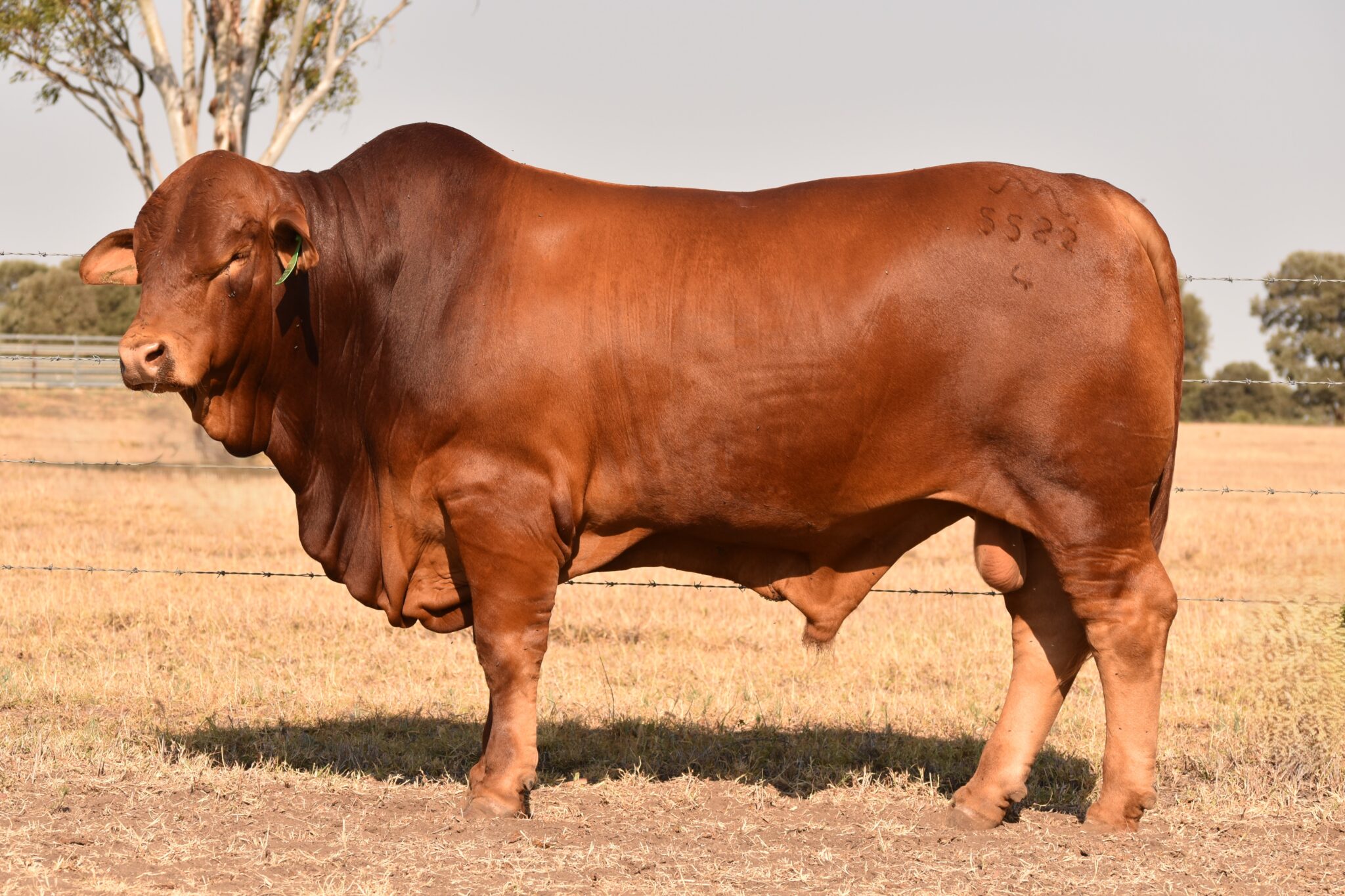 MUNGALLA 5522 (PP) D3