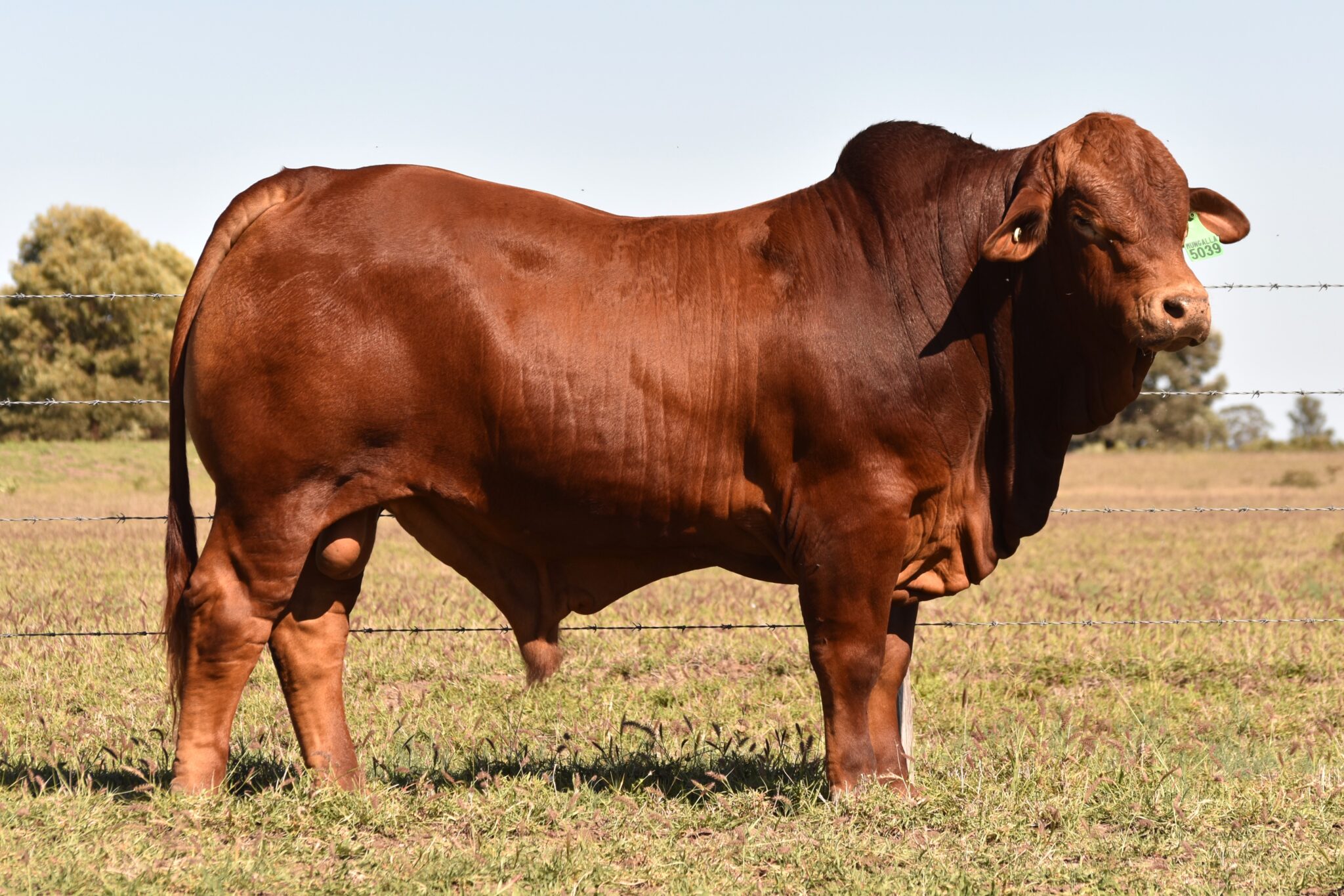 MUNGALLA 5039 (PP) D5