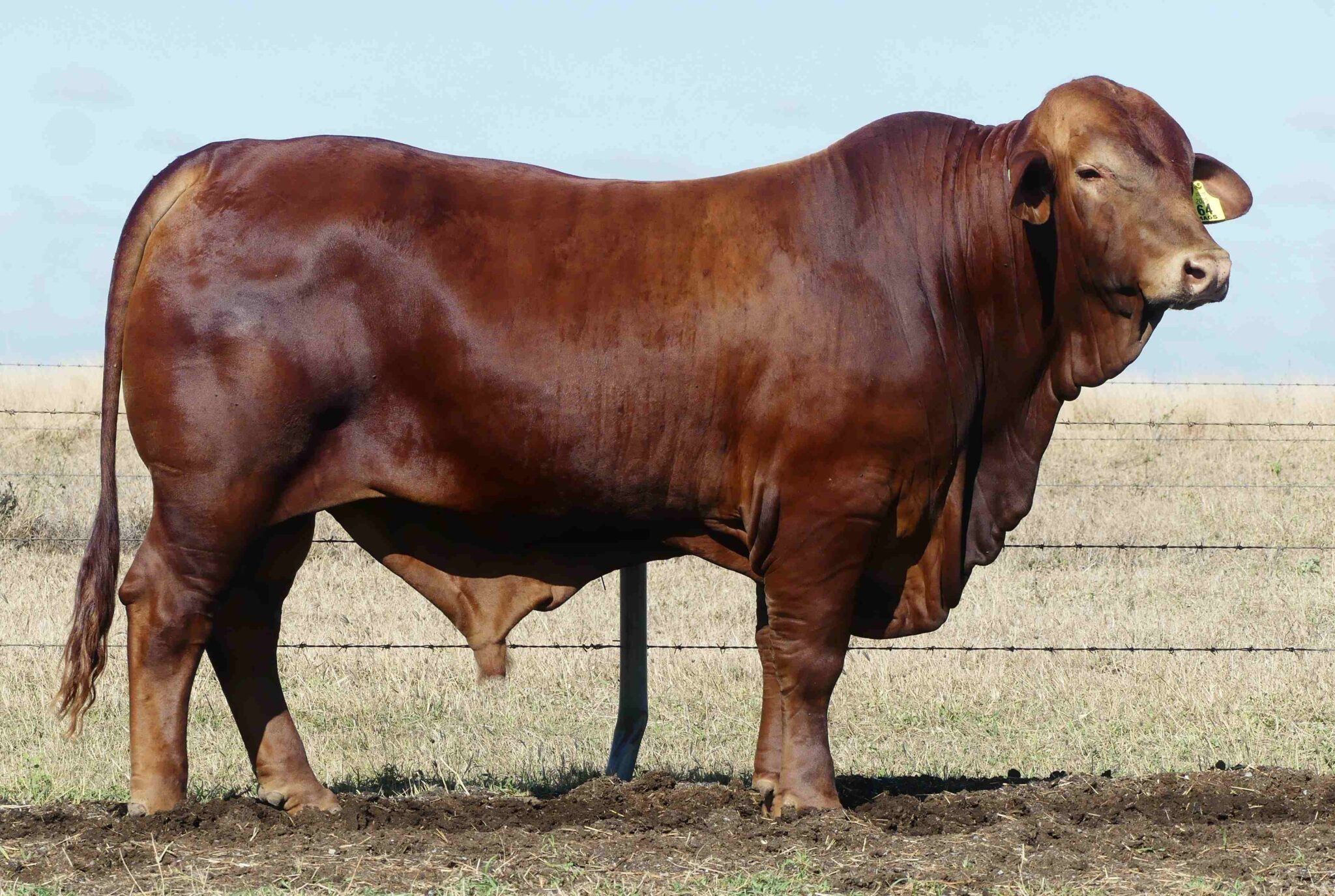 LAMONT 1954 (PP) D3
