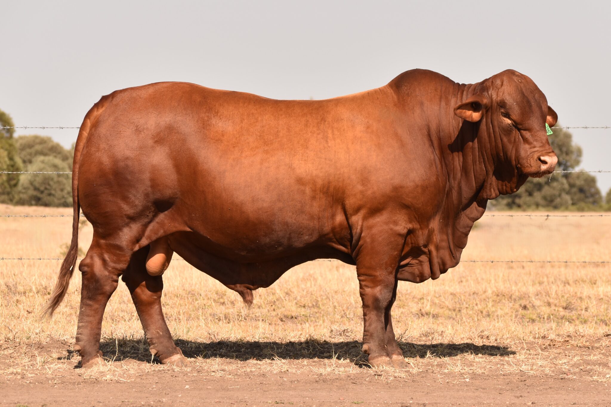 MUNGALLA 5246 (PP) D2