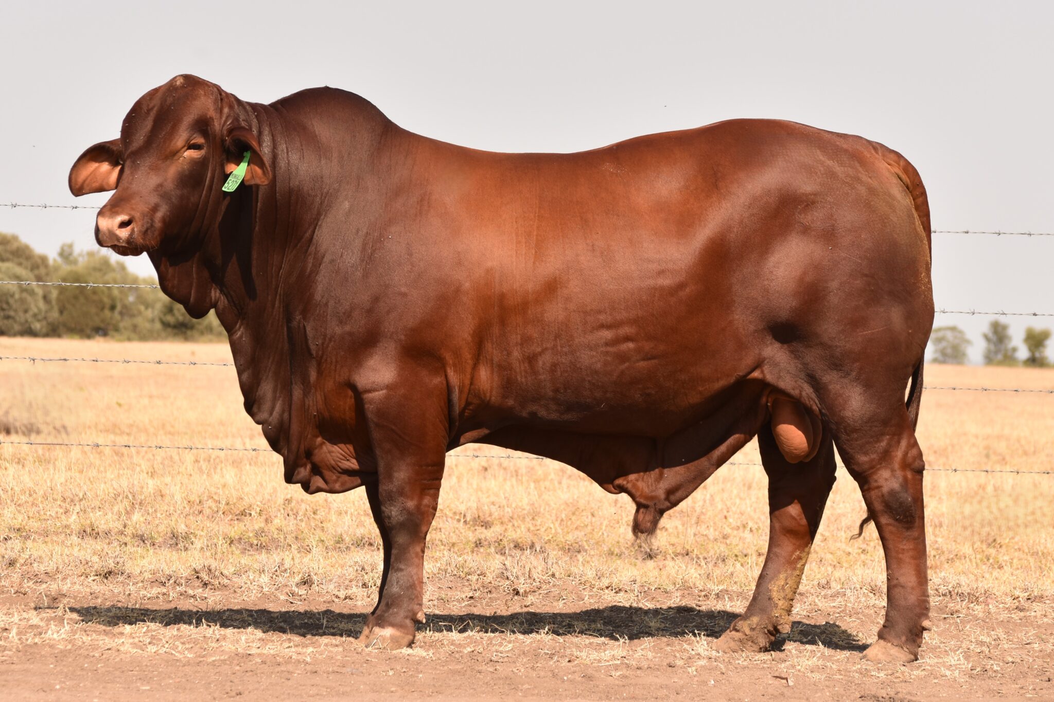 MUNGALLA 5271 (PP) D3