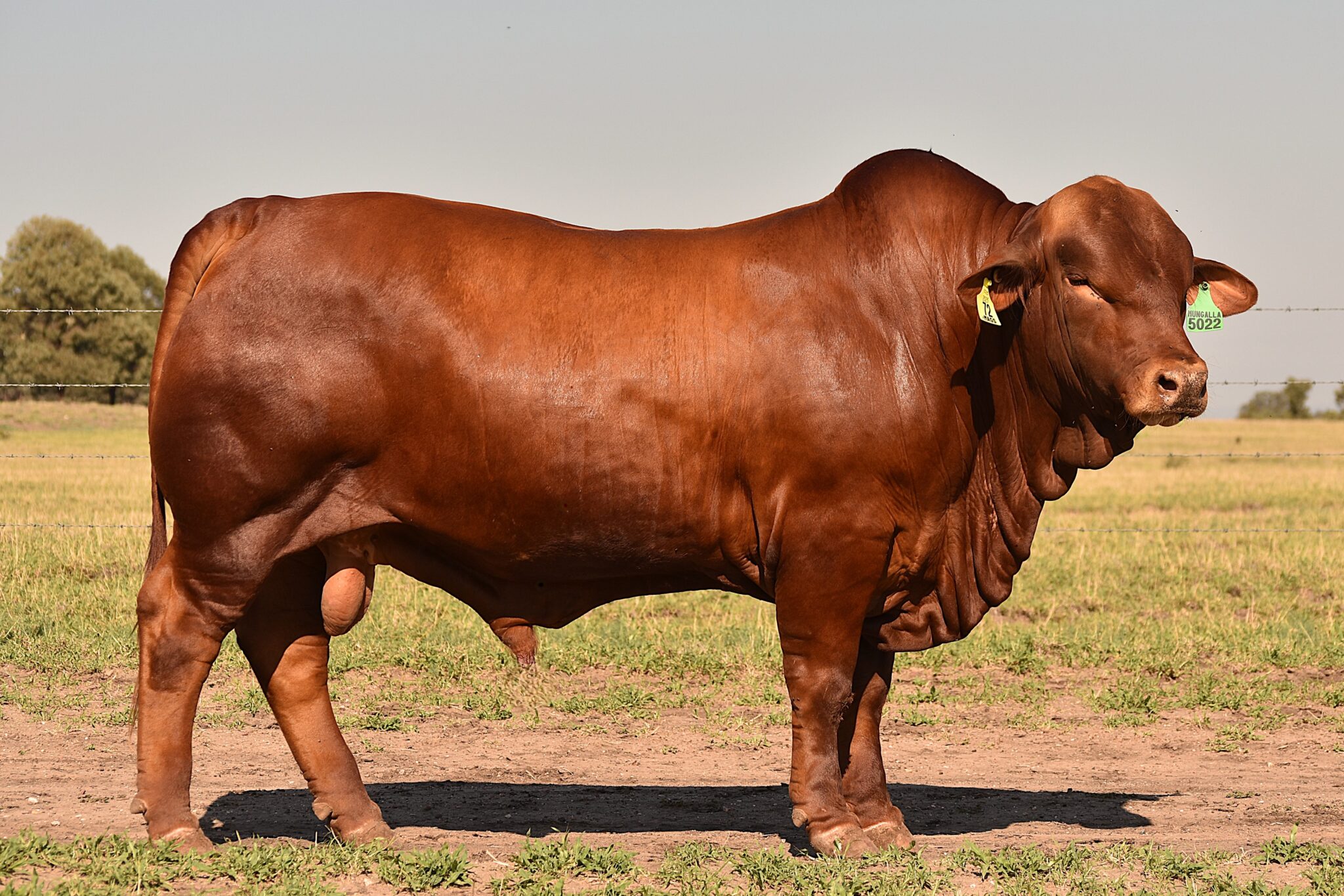 MUNGALLA 5022 (PP) D5