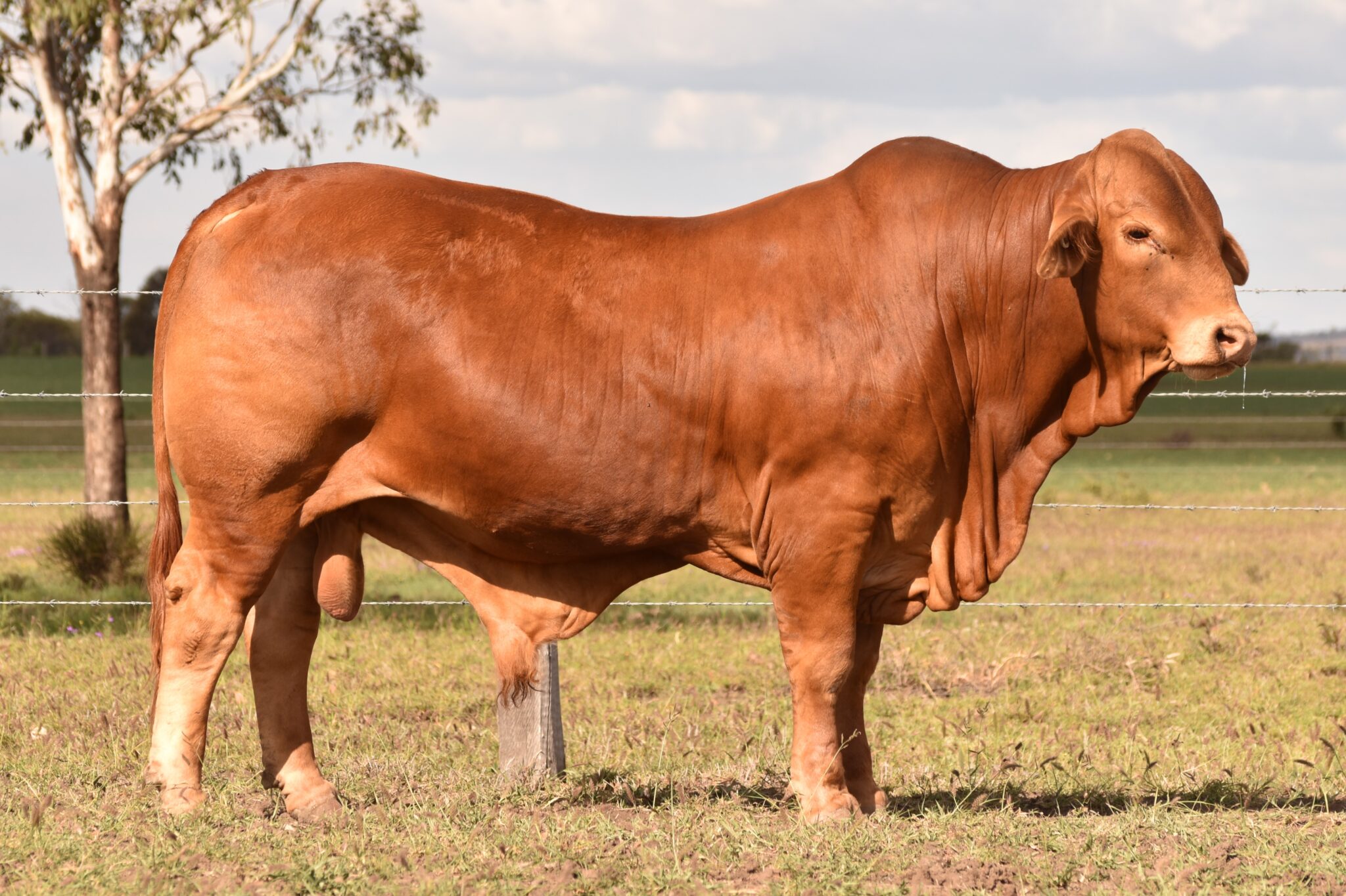 MUNGALLA 5022 (PP) D5