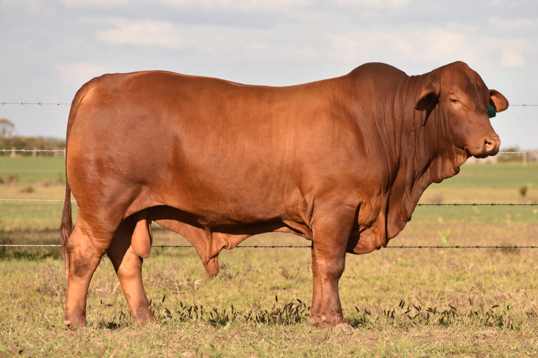 MUNGALLA 5288 (PP) D3