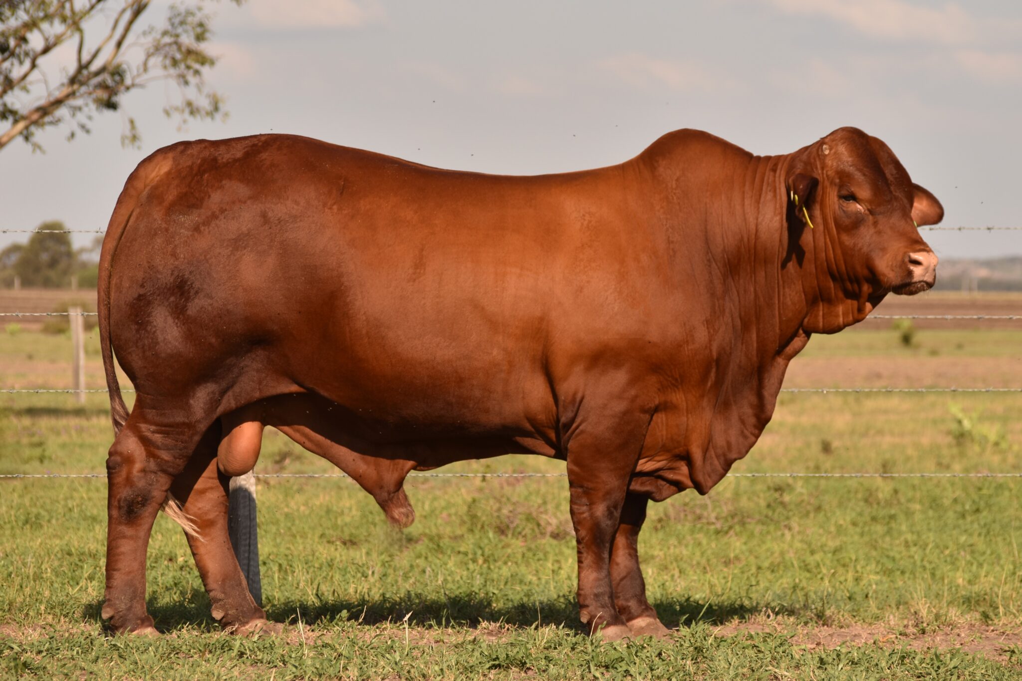 MUNGALLA 5346 (PP) D2