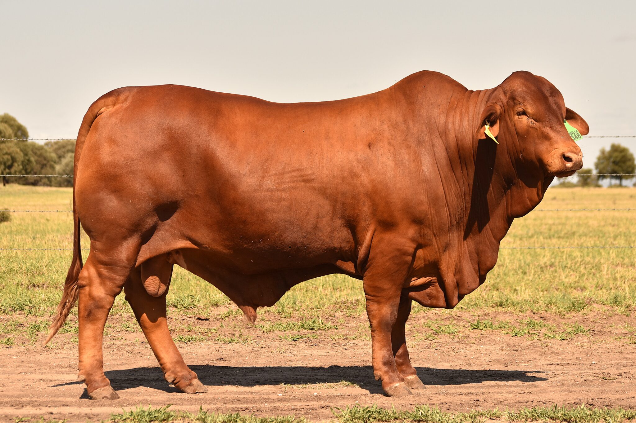 MUNGALLA 5348 (PP) D3