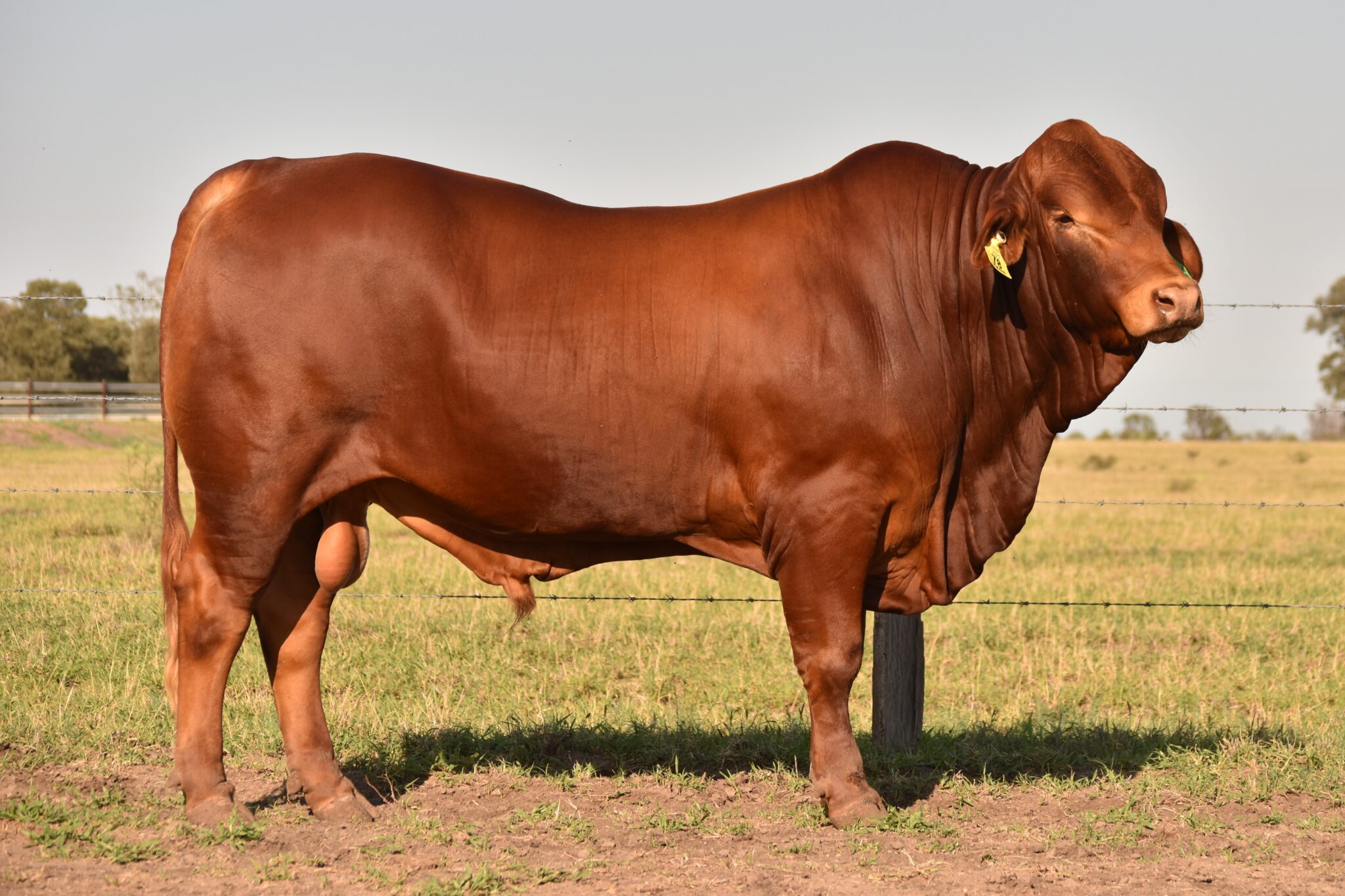 MUNGALLA 5409 (PP) D3