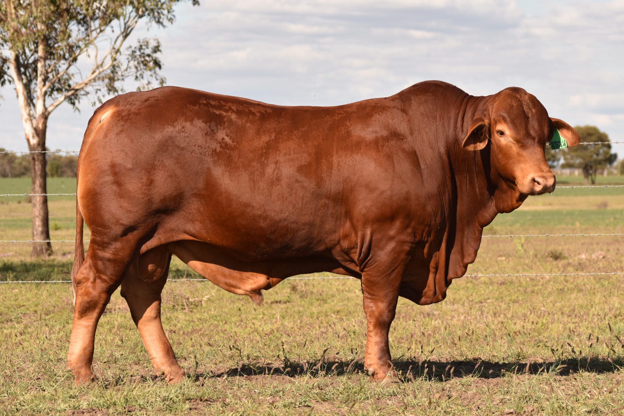 MUNGALLA 5244 (PP) D3