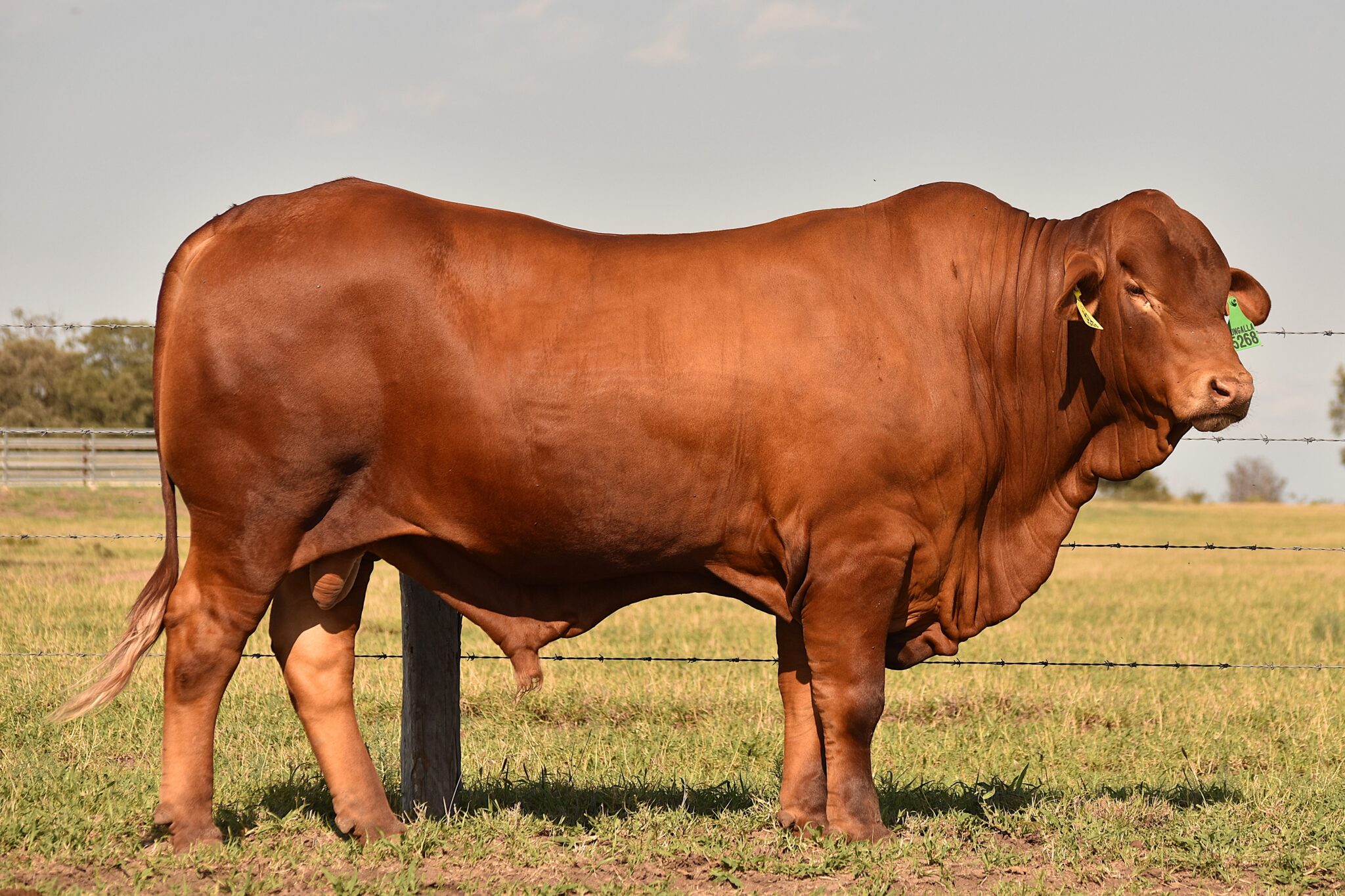 MUNGALLA 5268 (PP) D3