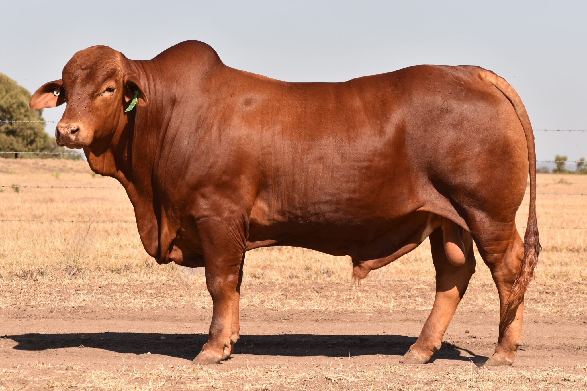 MUNGALLA 5027 (PP) D5