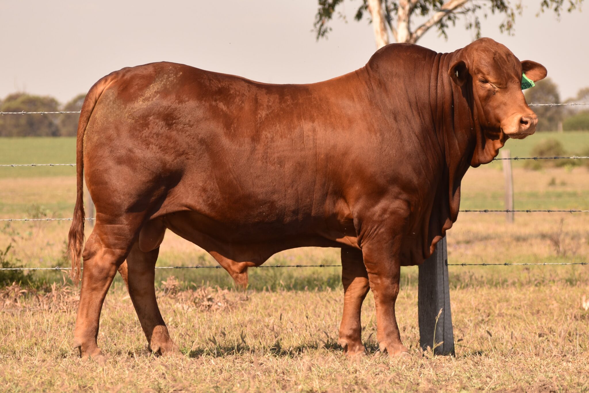 MUNGALLA 5396 (PP) D3