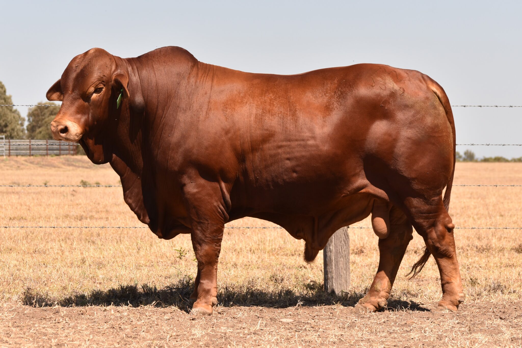 MUNGALLA 5319 (PP) D3