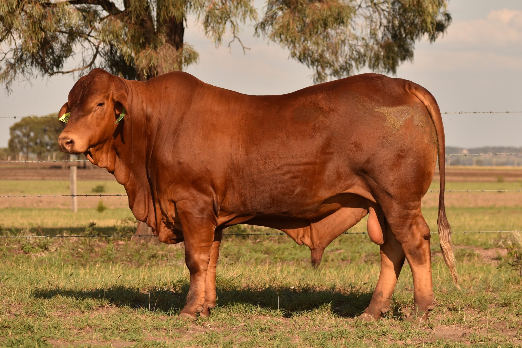 MUNGALLA 5300 (PP) D3