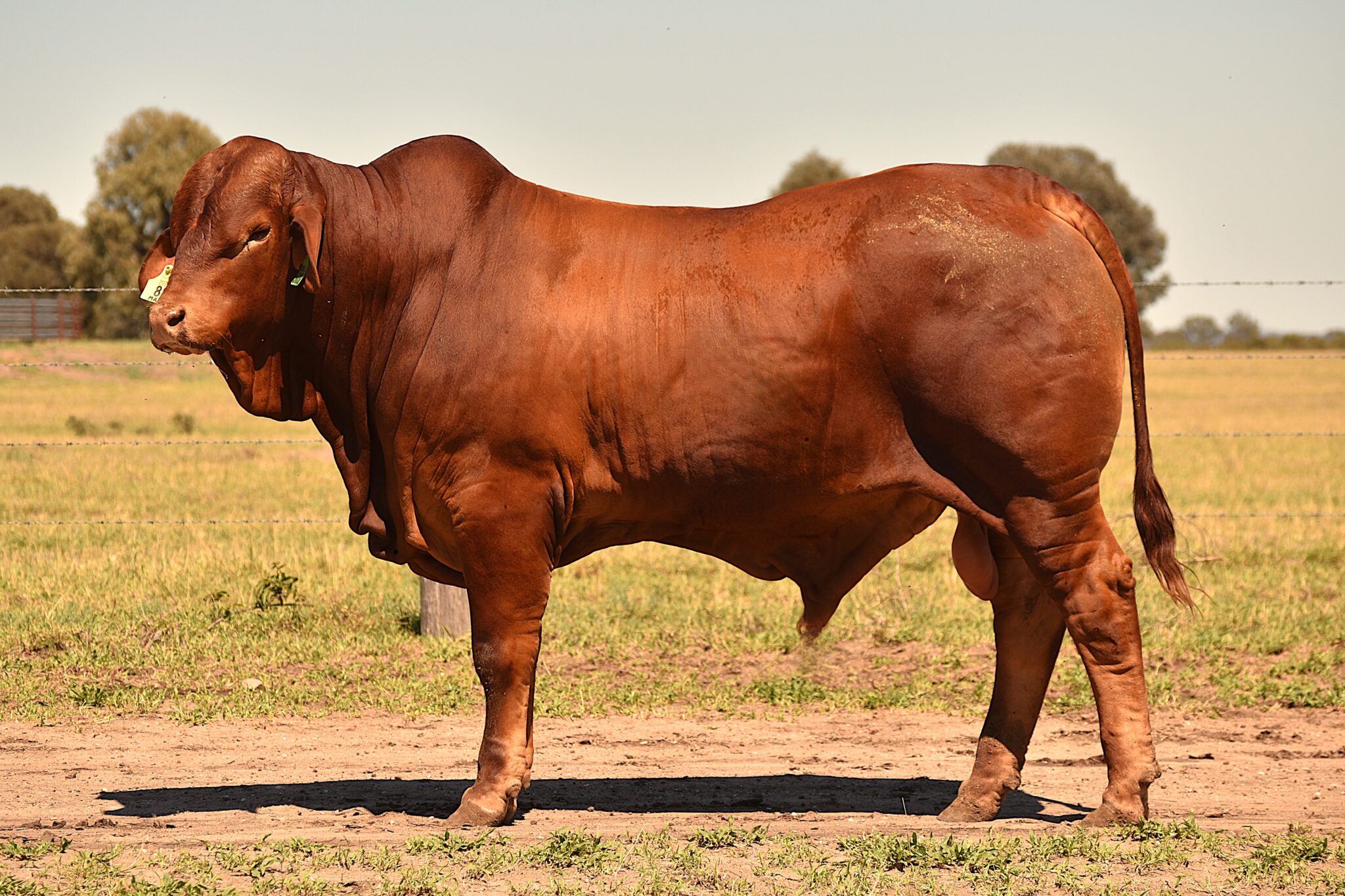 MUNGALLA 5032 (PP) D5