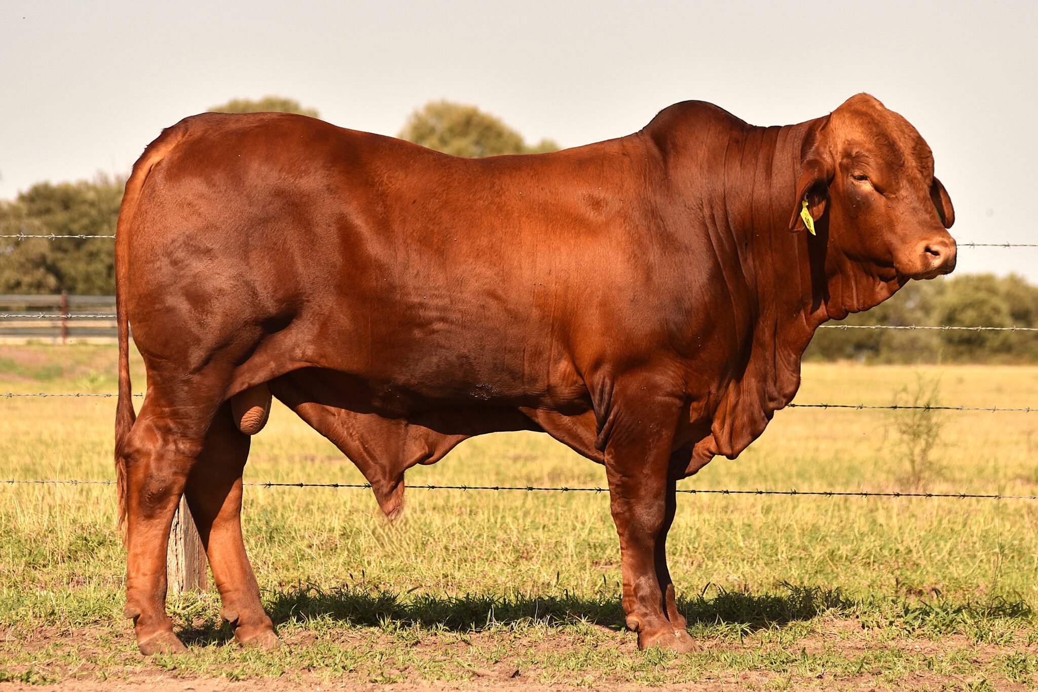 MUNGALLA 5055 (PP) D5