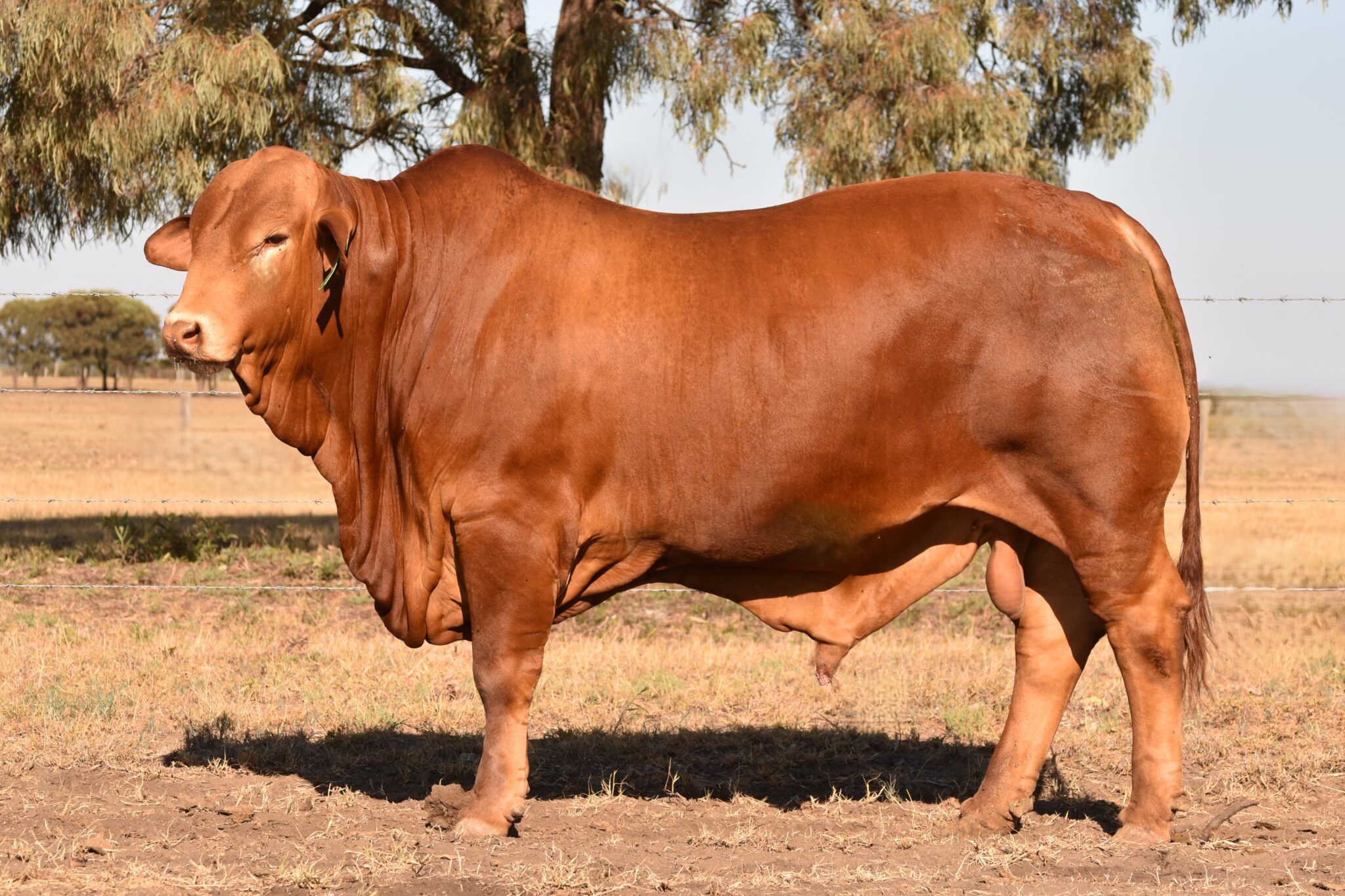 MUNGALLA 5518 (PP) D3