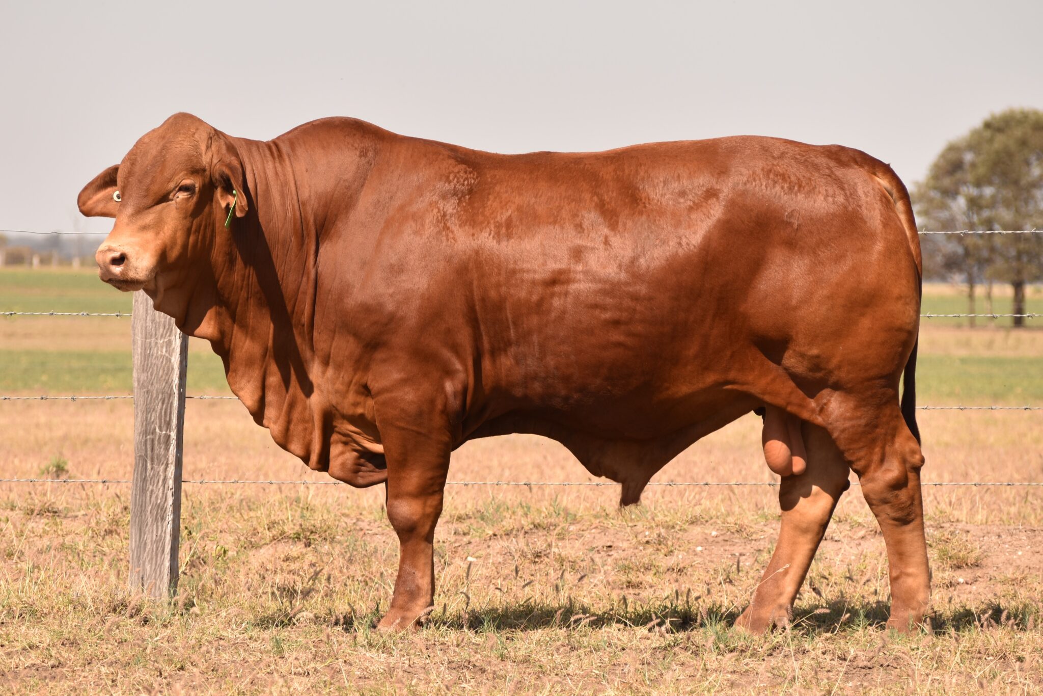 MUNGALLA 4998 (PP) D5