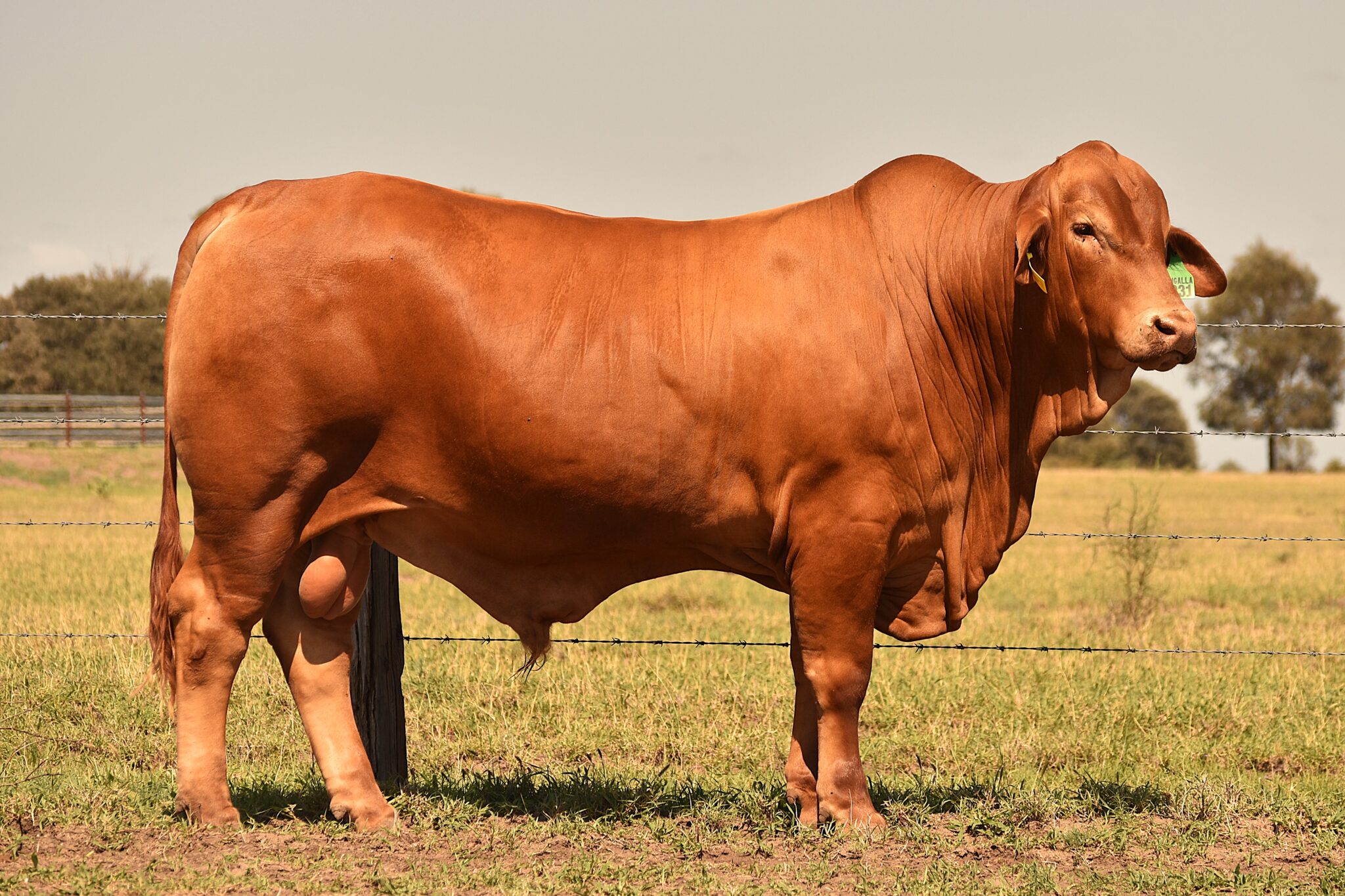 MUNGALLA 5231 (PP) D4